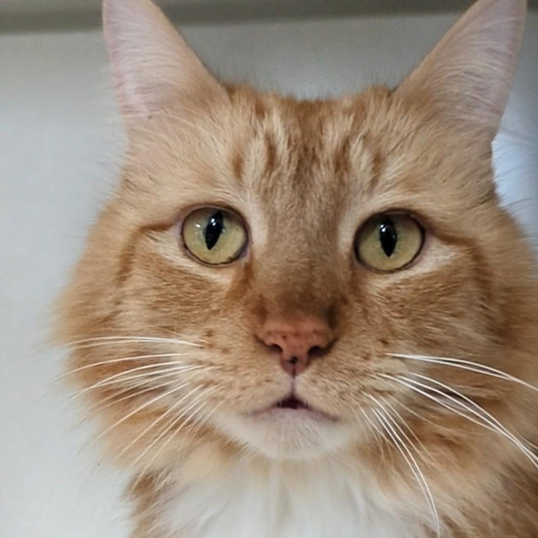 Big Mikey, adopted, Adult Male Domestic Long Hair.