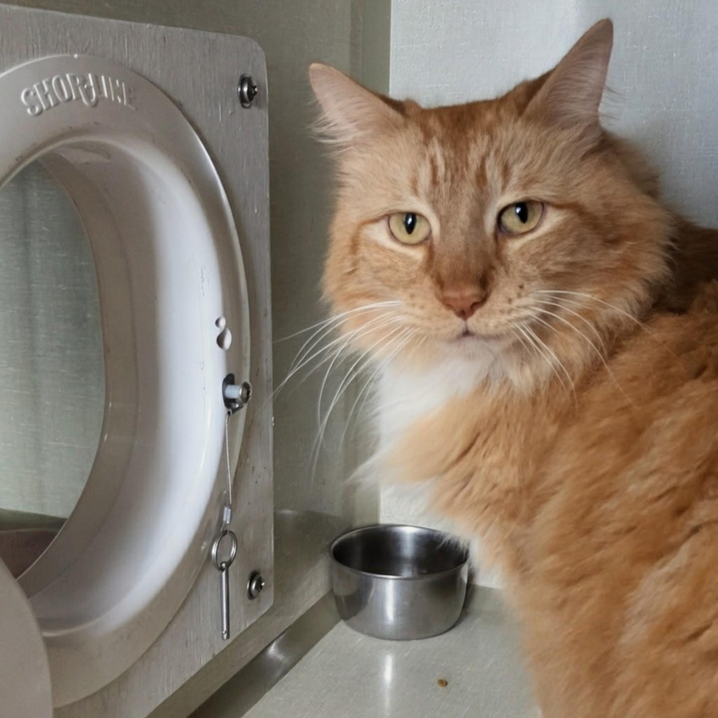 Enlarge Big Mikey, an adopted Domestic Long Hair in West Jefferson, OH image 6/6