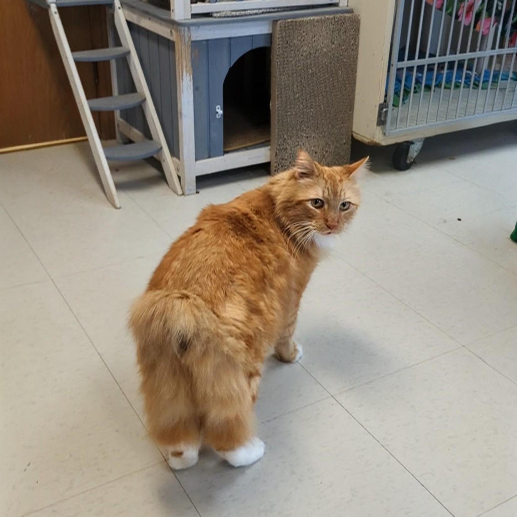 Enlarge Big Mikey, an adopted Domestic Long Hair in West Jefferson, OH image 4/6
