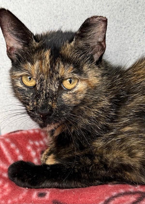 Tigy, Adoptable, Adult Female Domestic Short Hair.