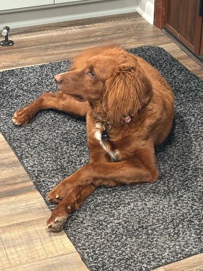 Enlarge Solari, a ADOPTABLE mixed breed in Fort Wayne, IN image 3/3