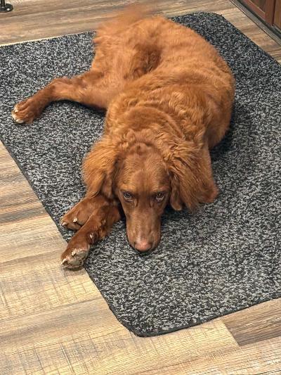 Enlarge Solari, a ADOPTABLE mixed breed in Fort Wayne, IN image 2/3