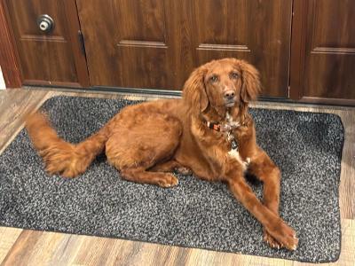 Enlarge Solari, a ADOPTABLE mixed breed in Fort Wayne, IN image 1/3