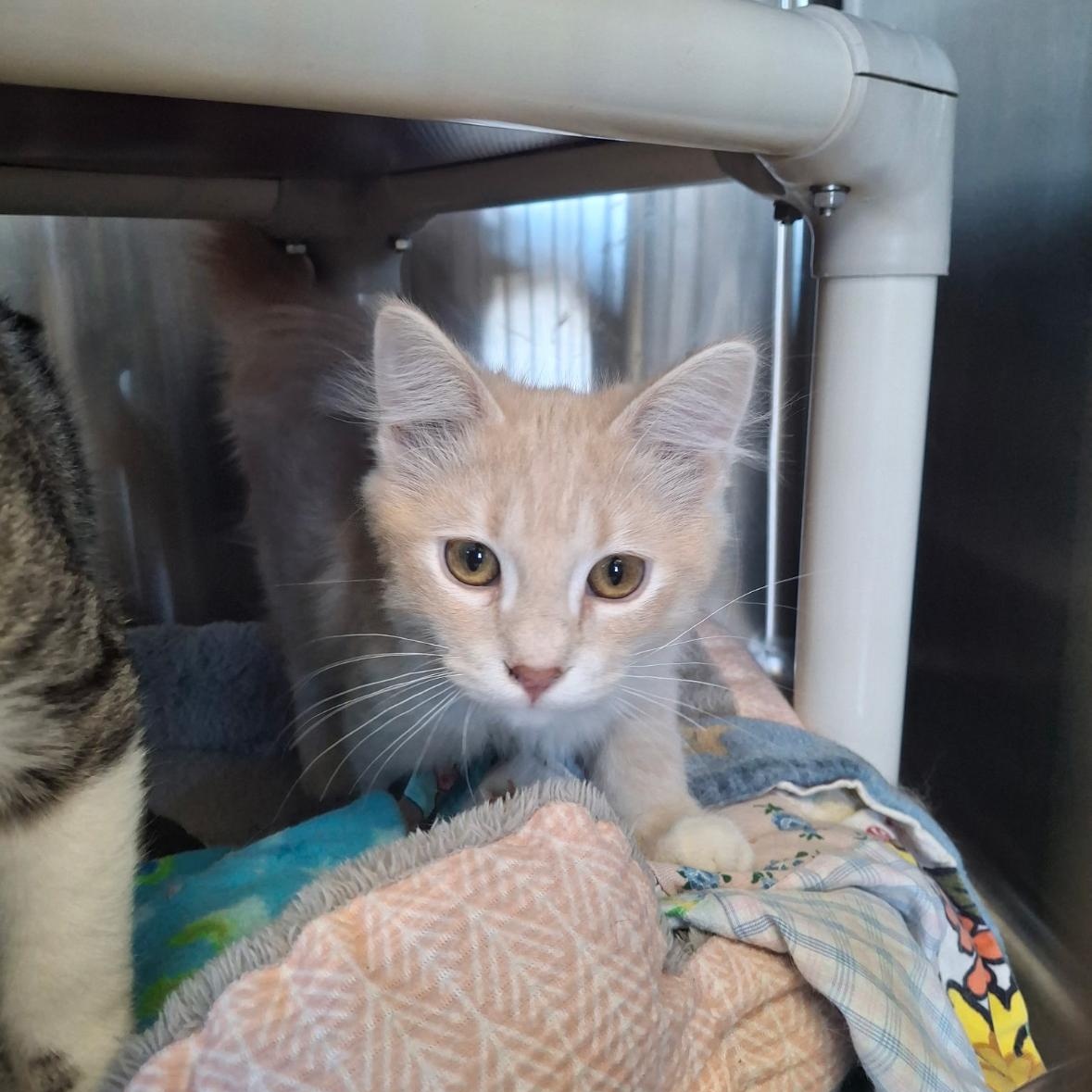 Wedge, ADOPTABLE, Young Male Oriental Tabby.