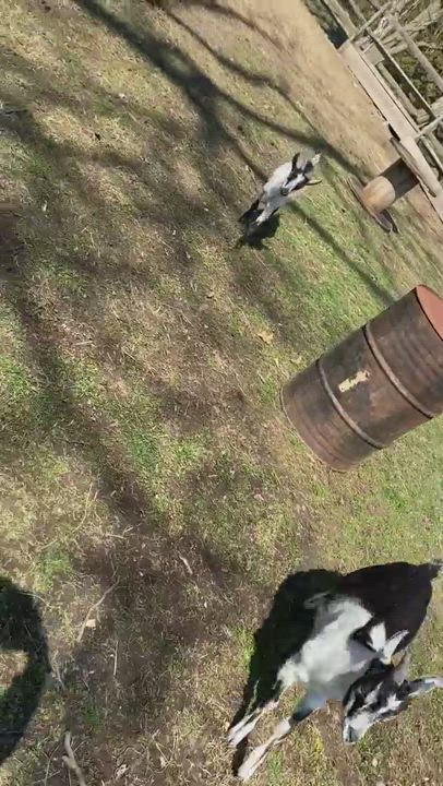 Enlarge Reginald, a Adopted Alpine in Dresher, PA video 5/9