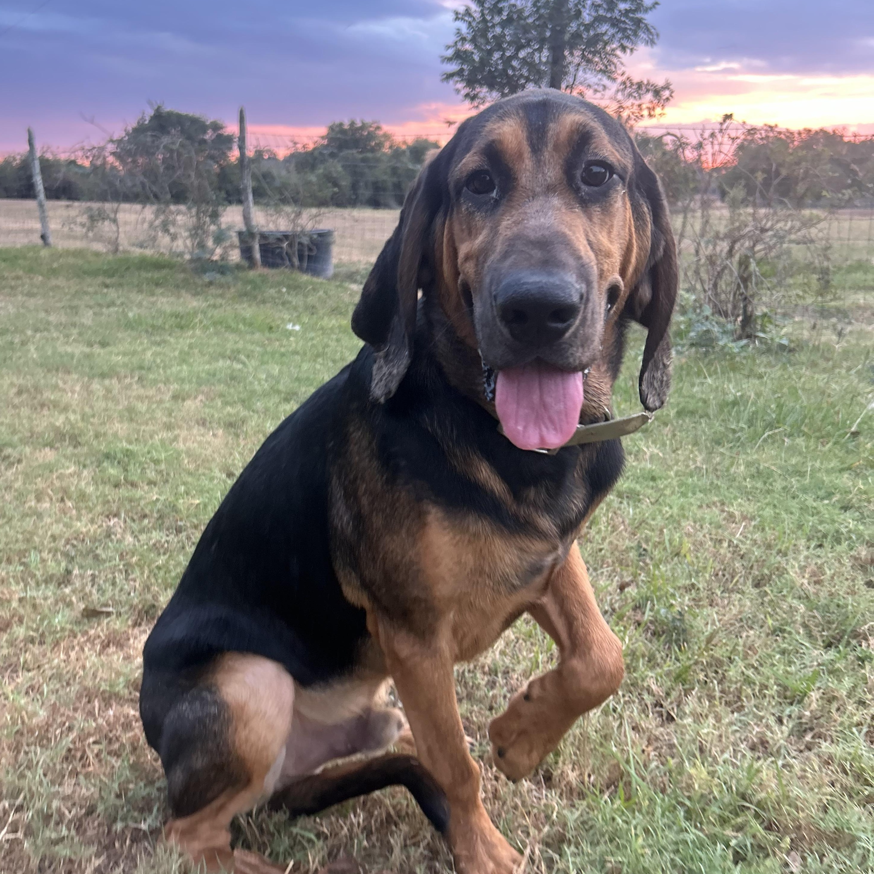 Doby The Bloodhound thumbnail 5