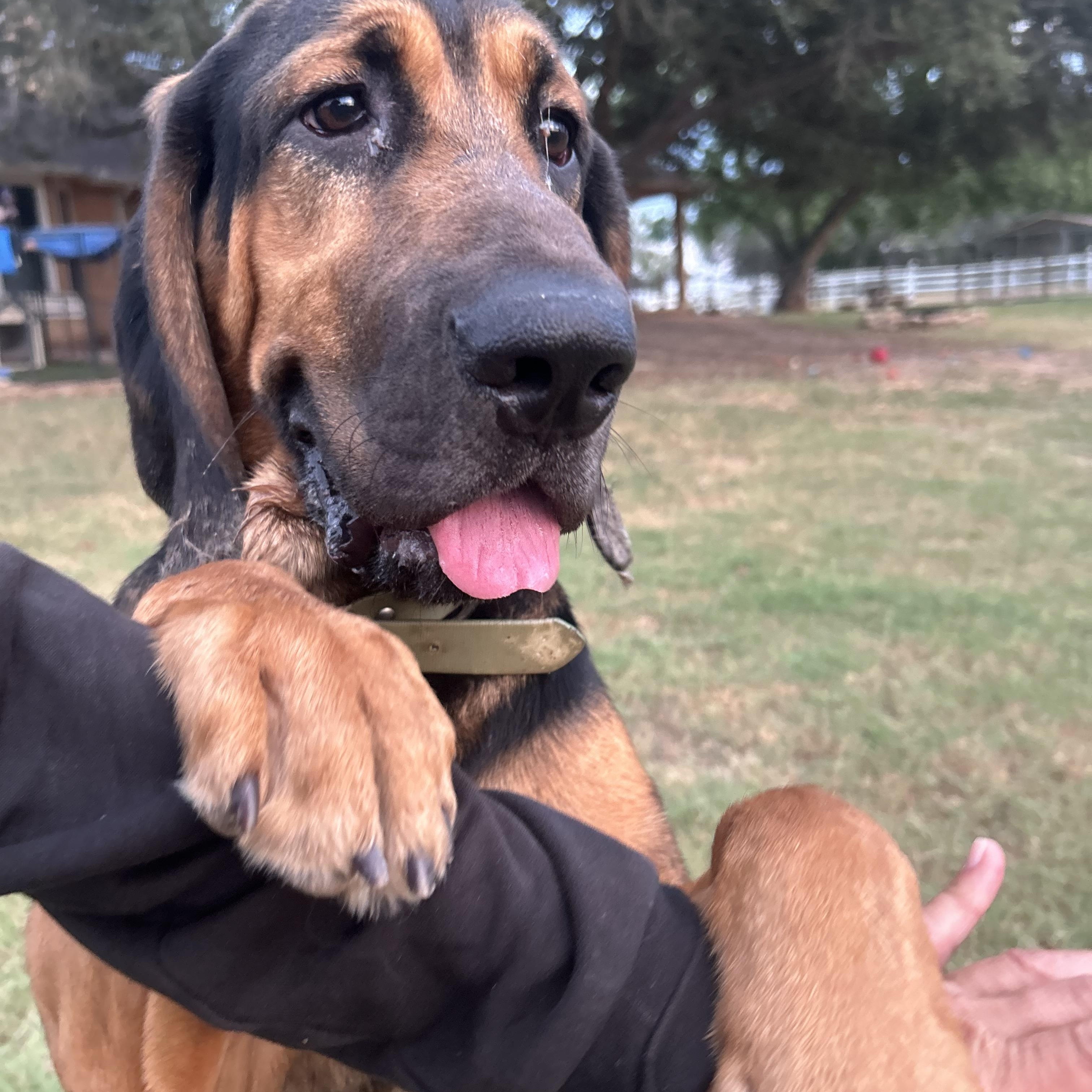 Doby The Bloodhound thumbnail 3