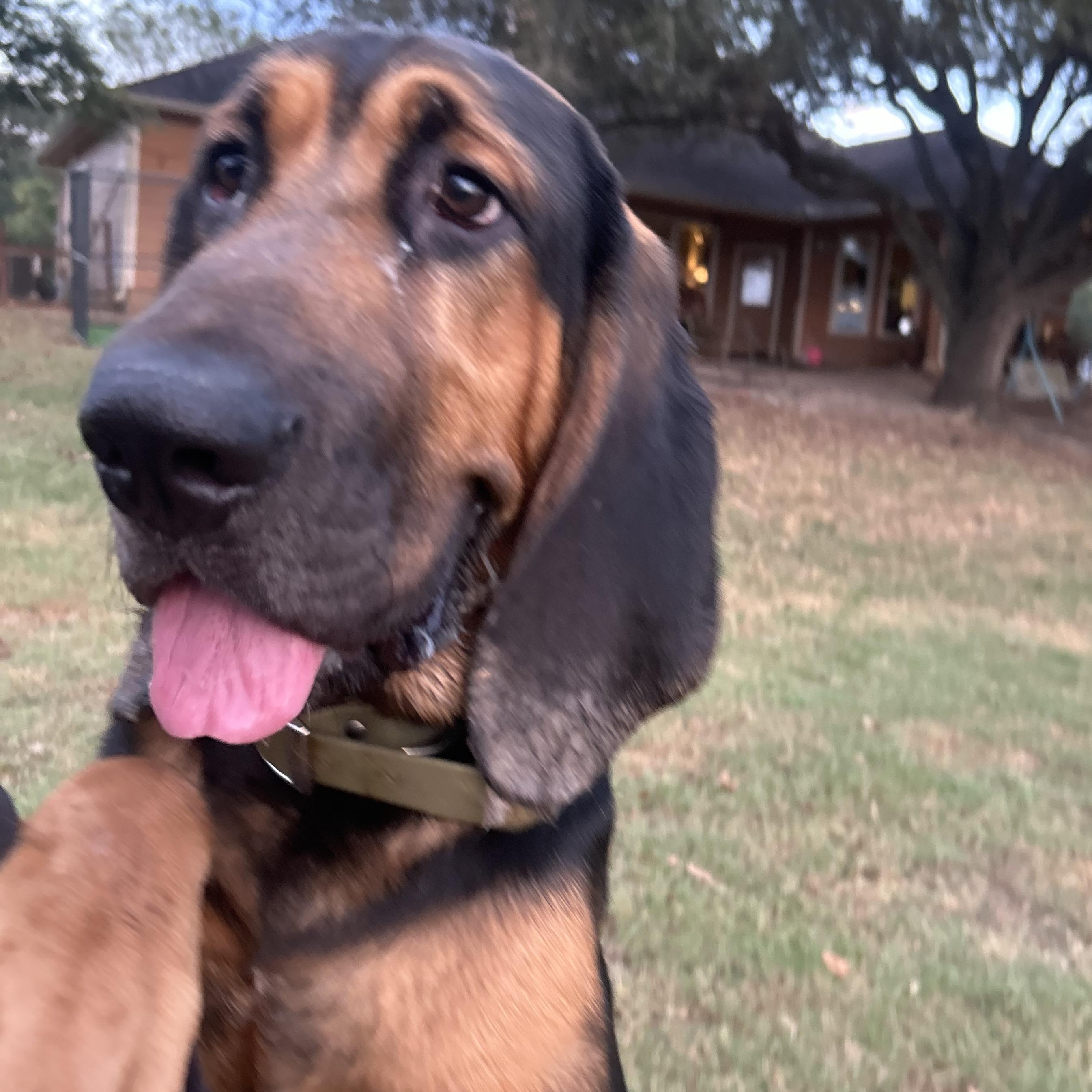 Doby The Bloodhound thumbnail 2