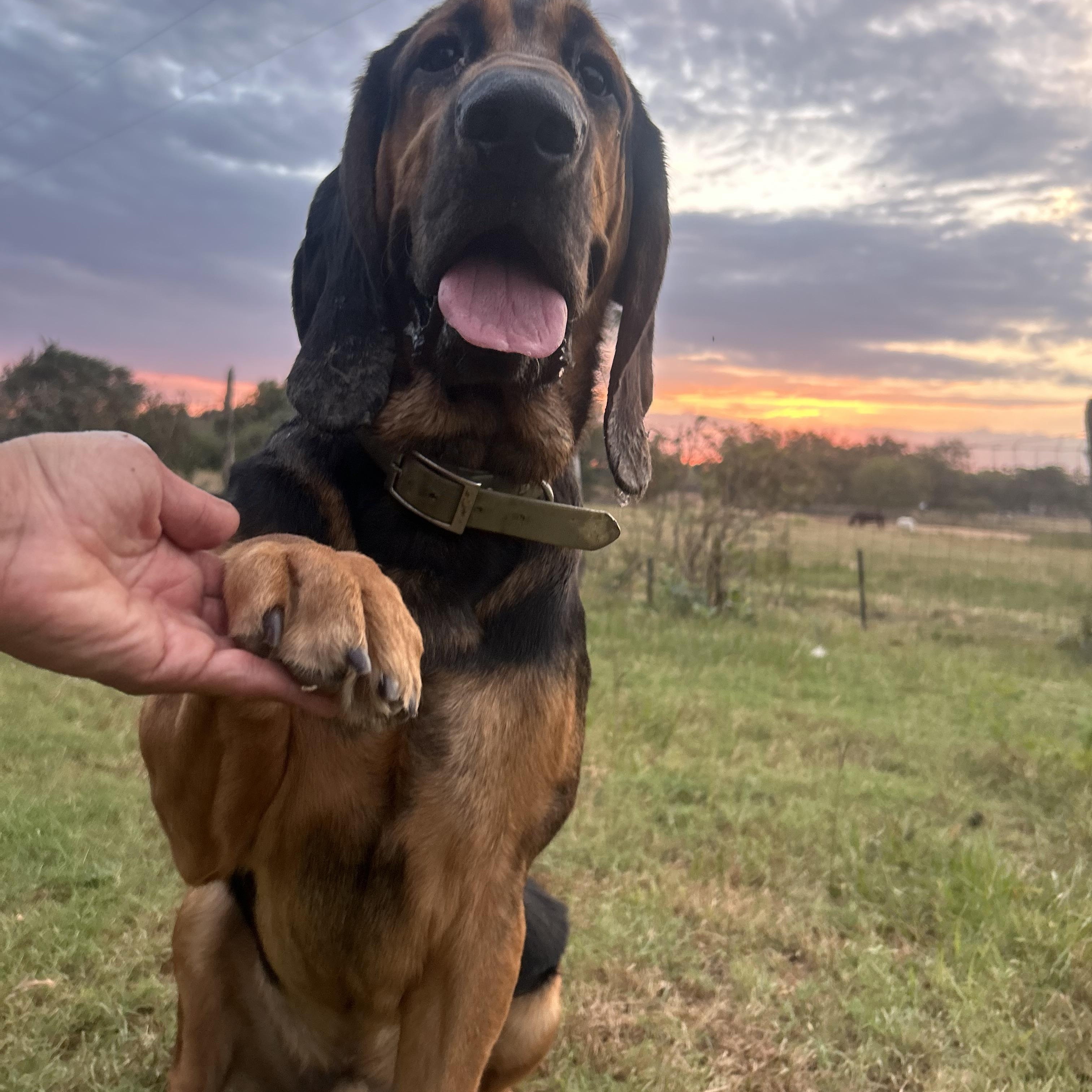Doby The Bloodhound thumbnail 4