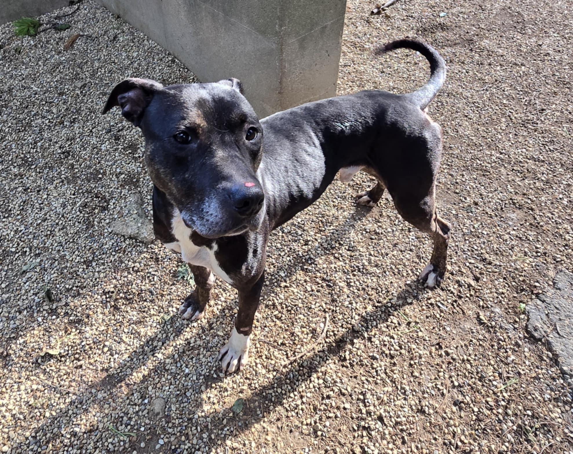 Enlarge Chase, a Adoptable mixed breed in Freeport, IL image 5/6