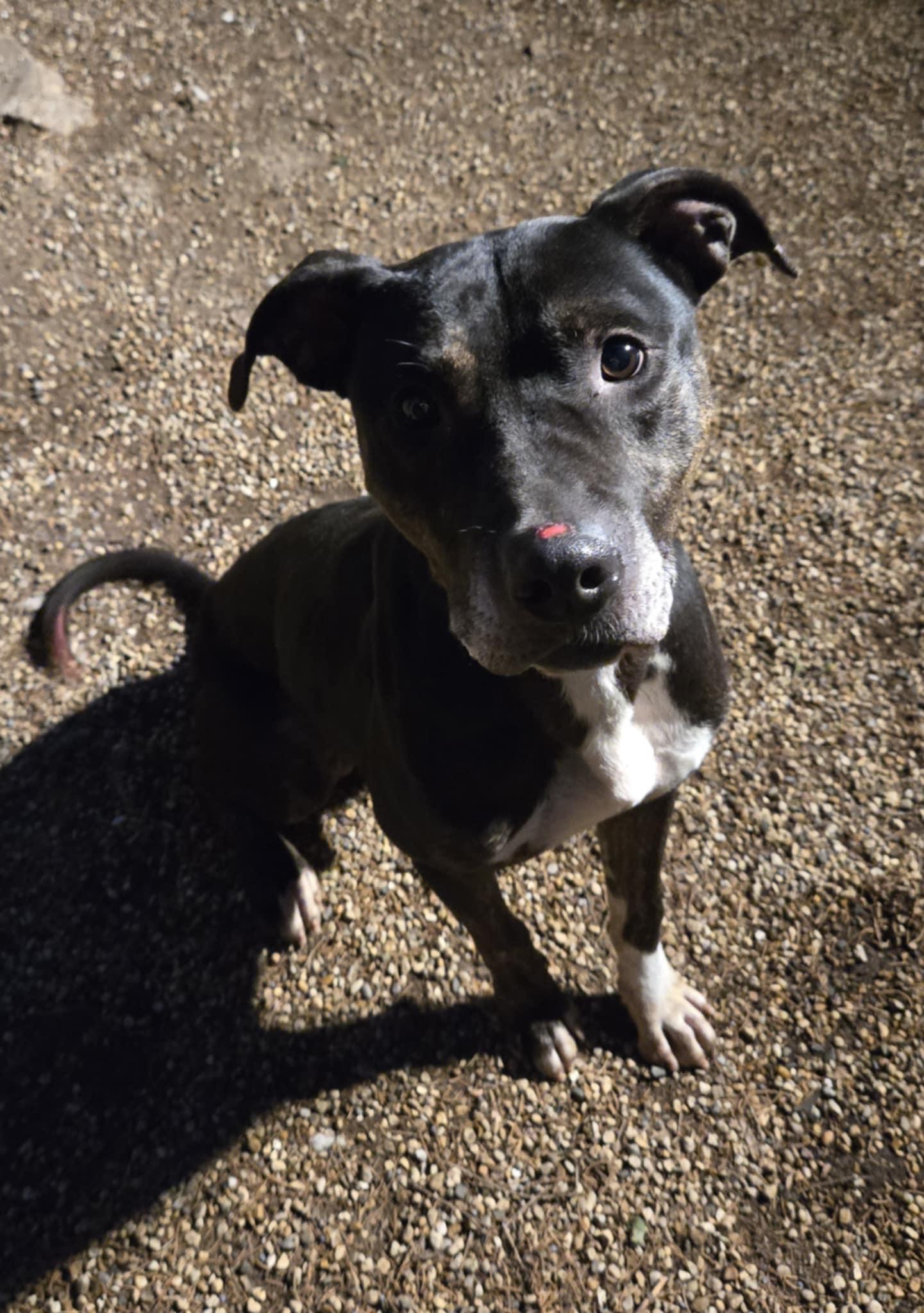 Enlarge Chase, a Adoptable mixed breed in Freeport, IL image 3/6