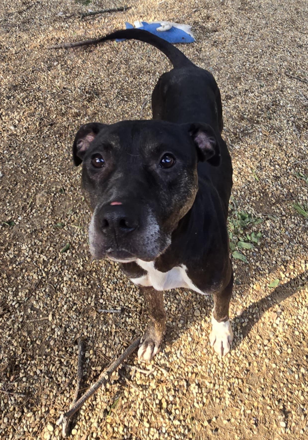 Enlarge Chase, a Adoptable mixed breed in Freeport, IL image 2/6