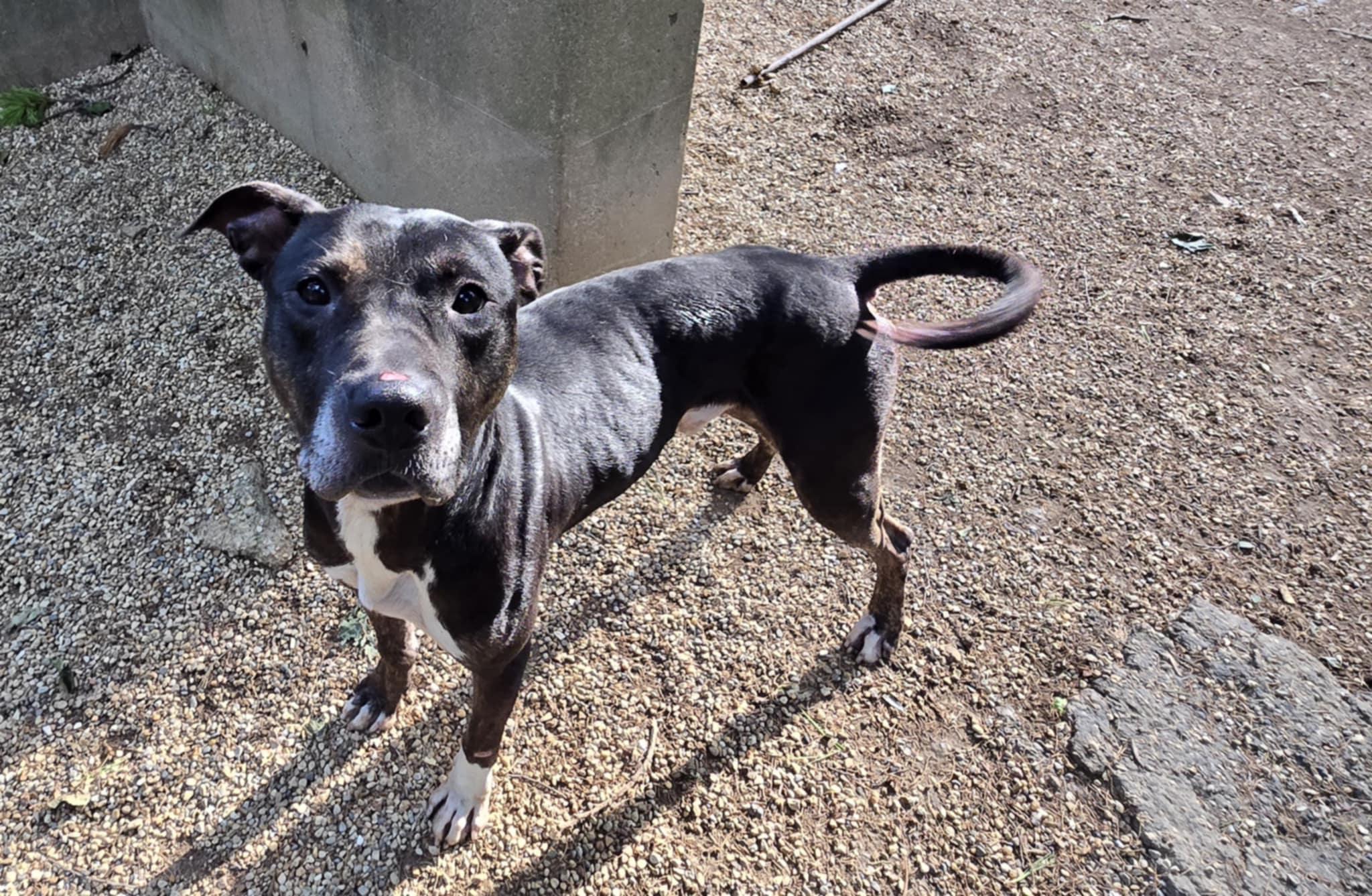 Enlarge Chase, a Adoptable mixed breed in Freeport, IL image 4/6