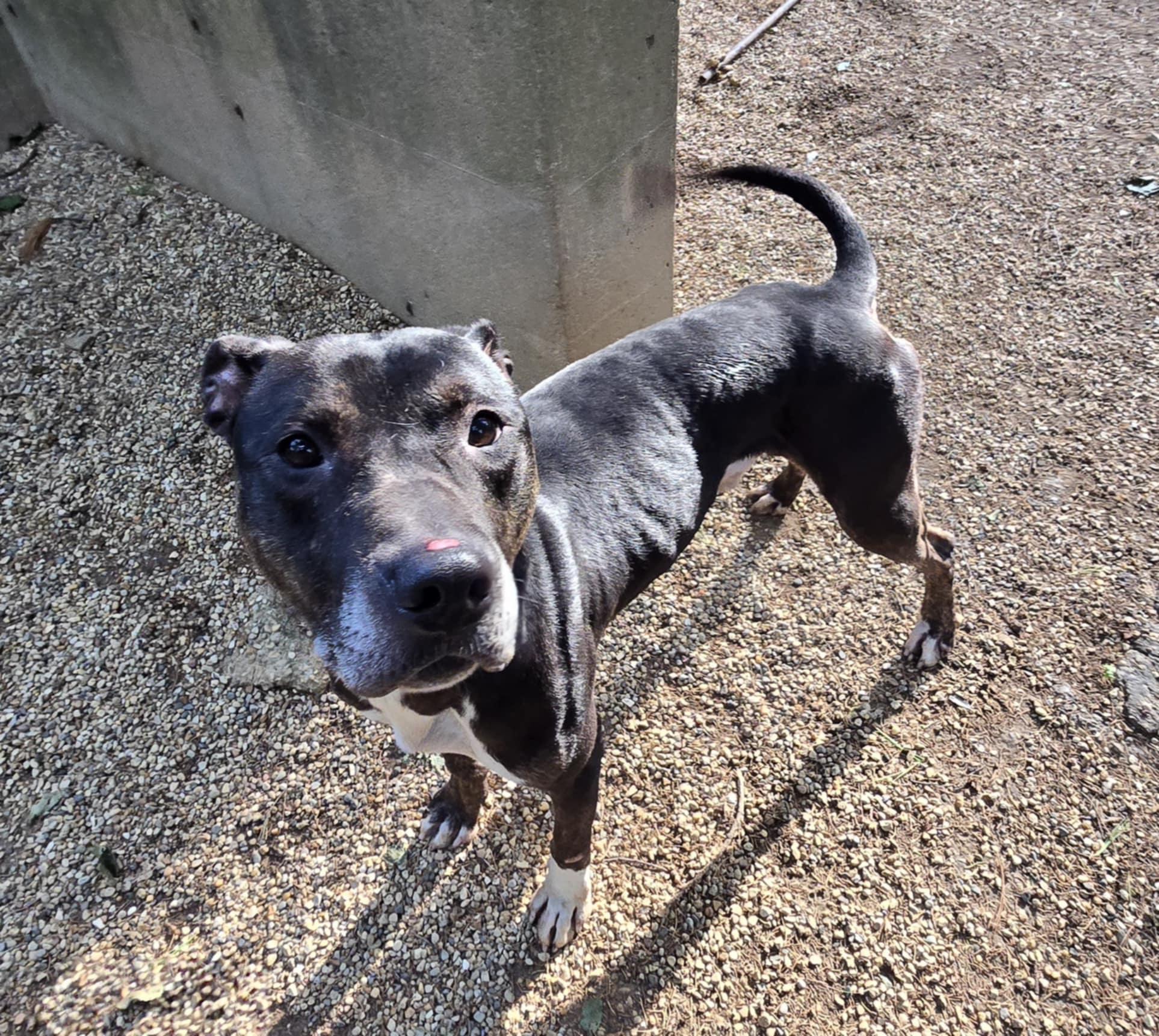 Enlarge Chase, a Adoptable mixed breed in Freeport, IL image 6/6