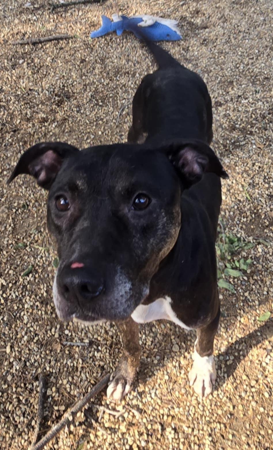 Chase, Adoptable, Adult Male Labrador Retriever & German Shepherd Dog.