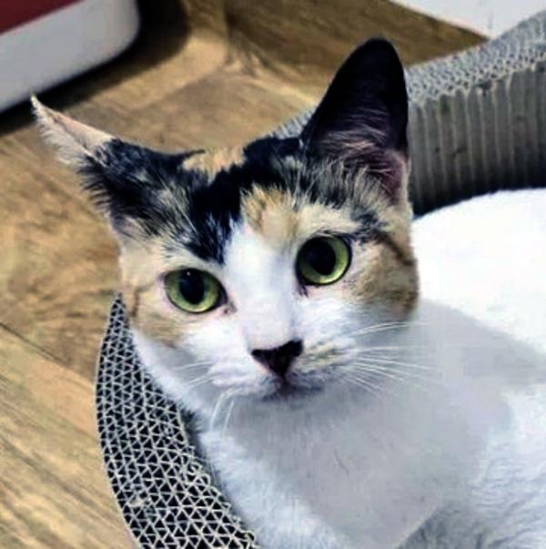 HONEYBEE, Adoptable, Young Female Calico.