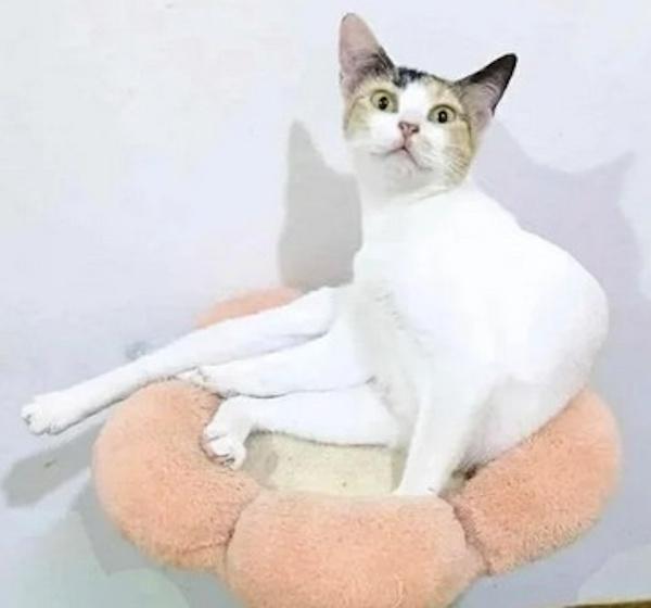 HONEYBEE, a Adoptable Calico in Madison, WI image 3/4