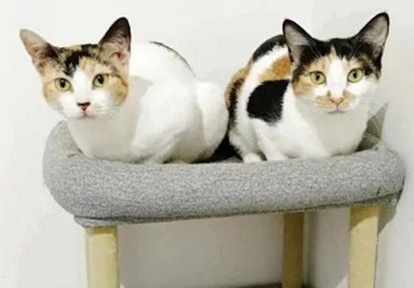 HONEYBEE, a Adoptable Calico in Madison, WI image 4/4