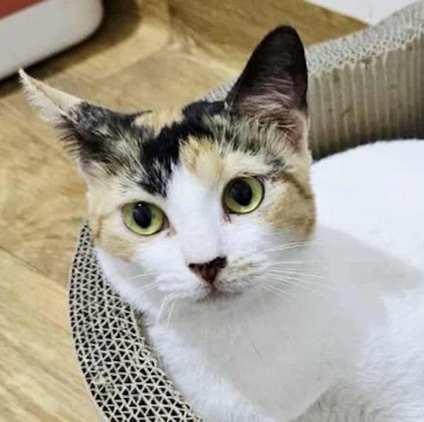 HONEYBEE, a Adoptable Calico in Madison, WI image 2/4