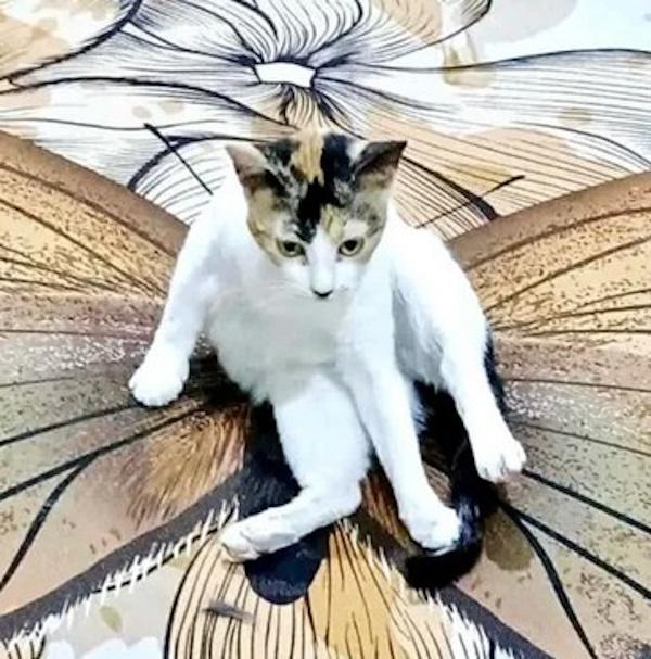 HONEYBEE, Adoptable, Young Female Calico.