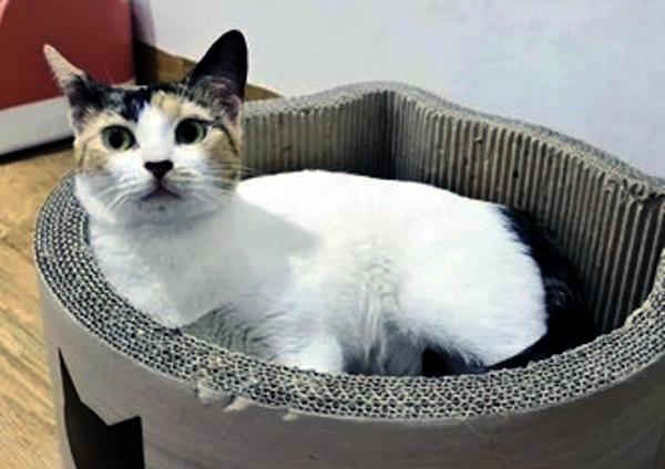 Enlarge HONEYBEE, a Adoptable Calico in Madison, WI image 2/5