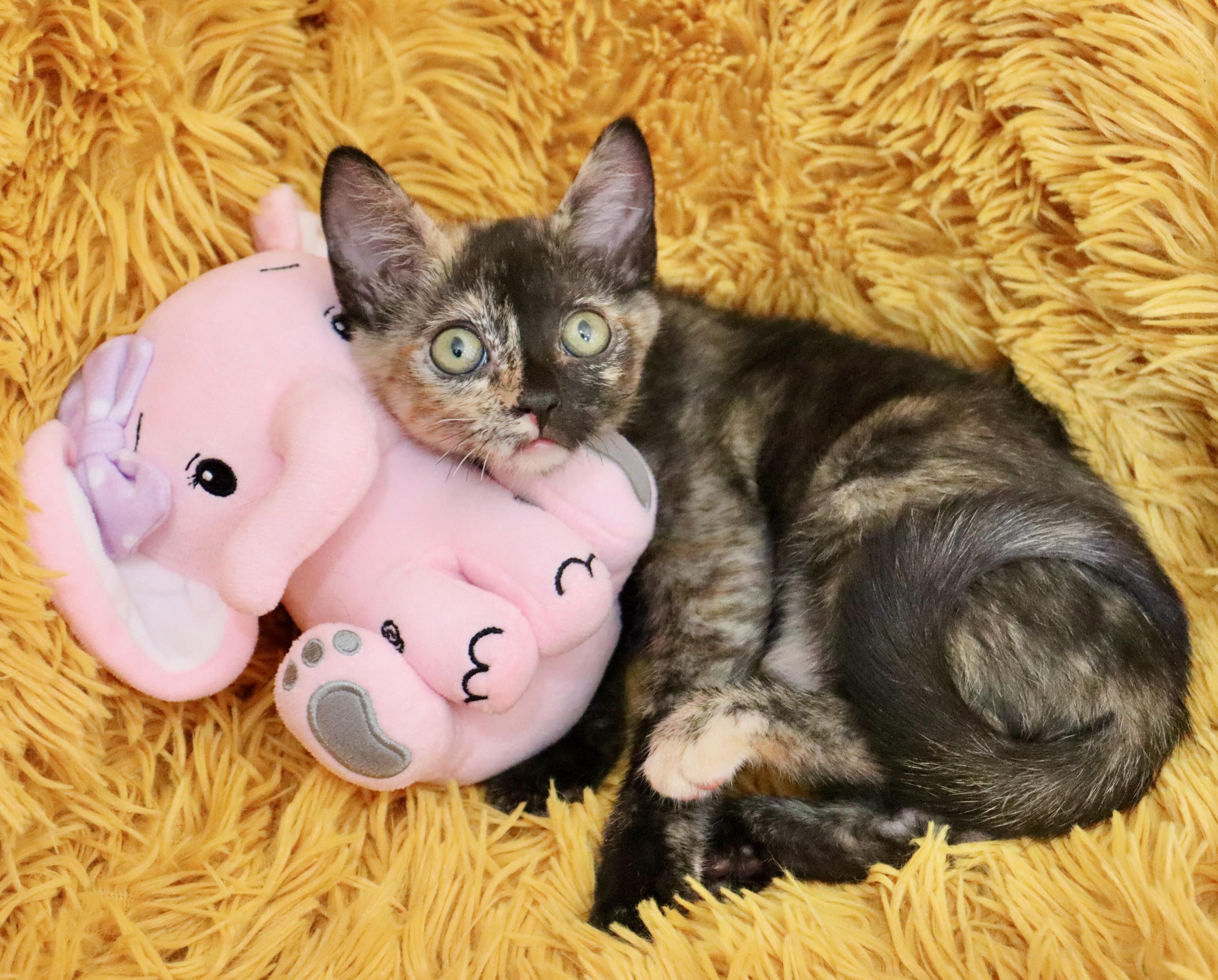 Enlarge Primrose, a ADOPTABLE mixed breed in Saint Augustine, FL image 4/6