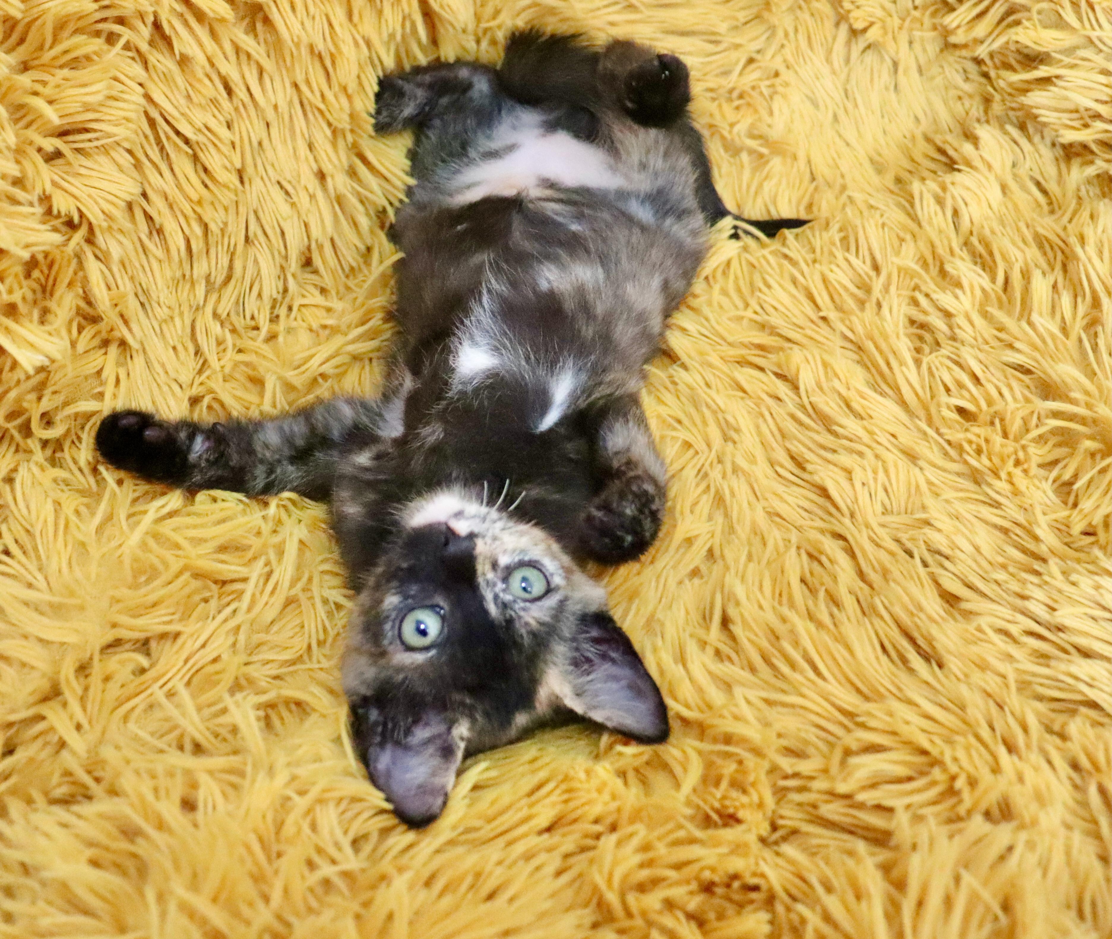 Enlarge Primrose, a ADOPTABLE mixed breed in Saint Augustine, FL image 6/6