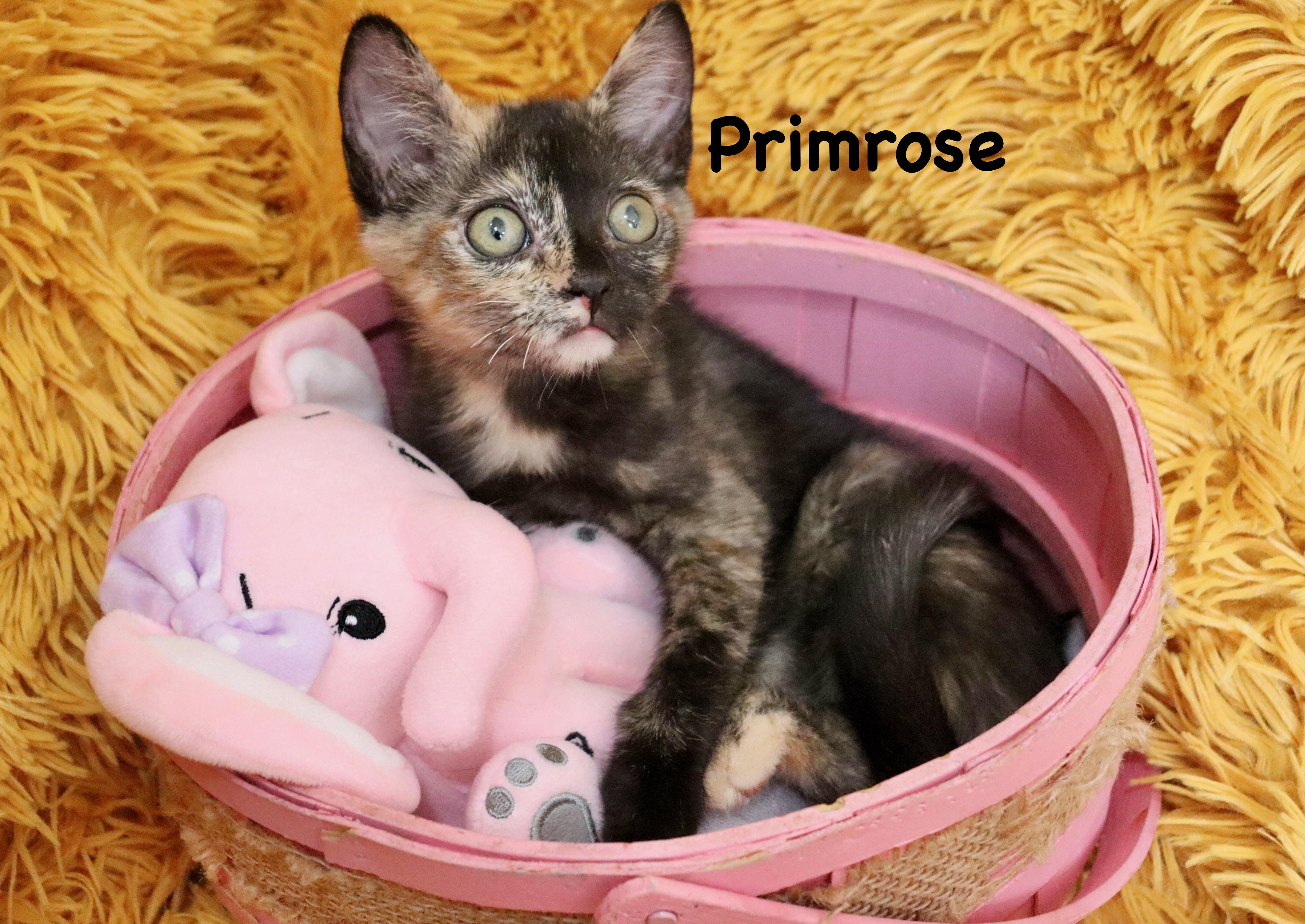 Enlarge Primrose, a ADOPTABLE mixed breed in Saint Augustine, FL image 5/6