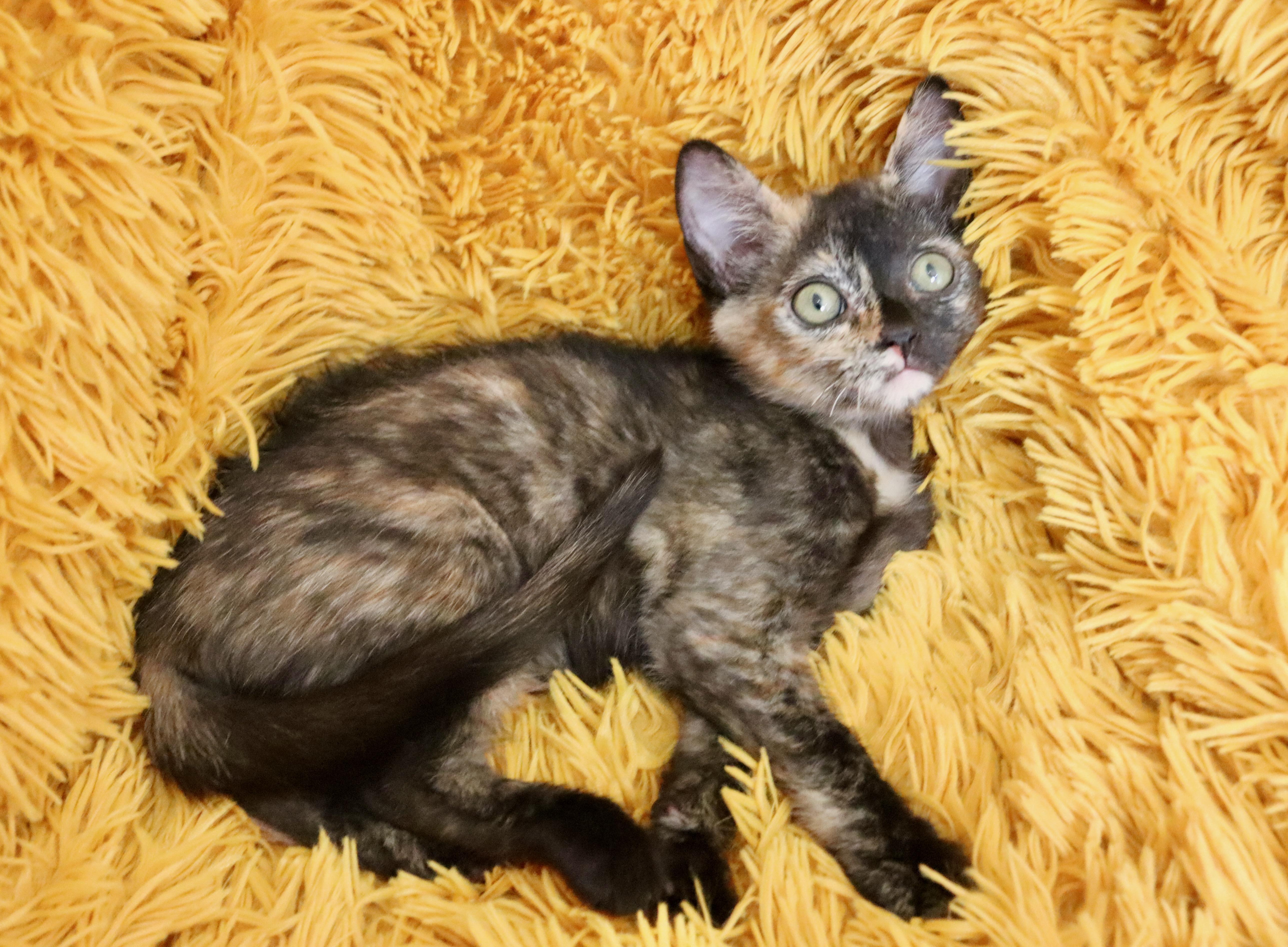 Enlarge Primrose, a ADOPTABLE mixed breed in Saint Augustine, FL image 2/6
