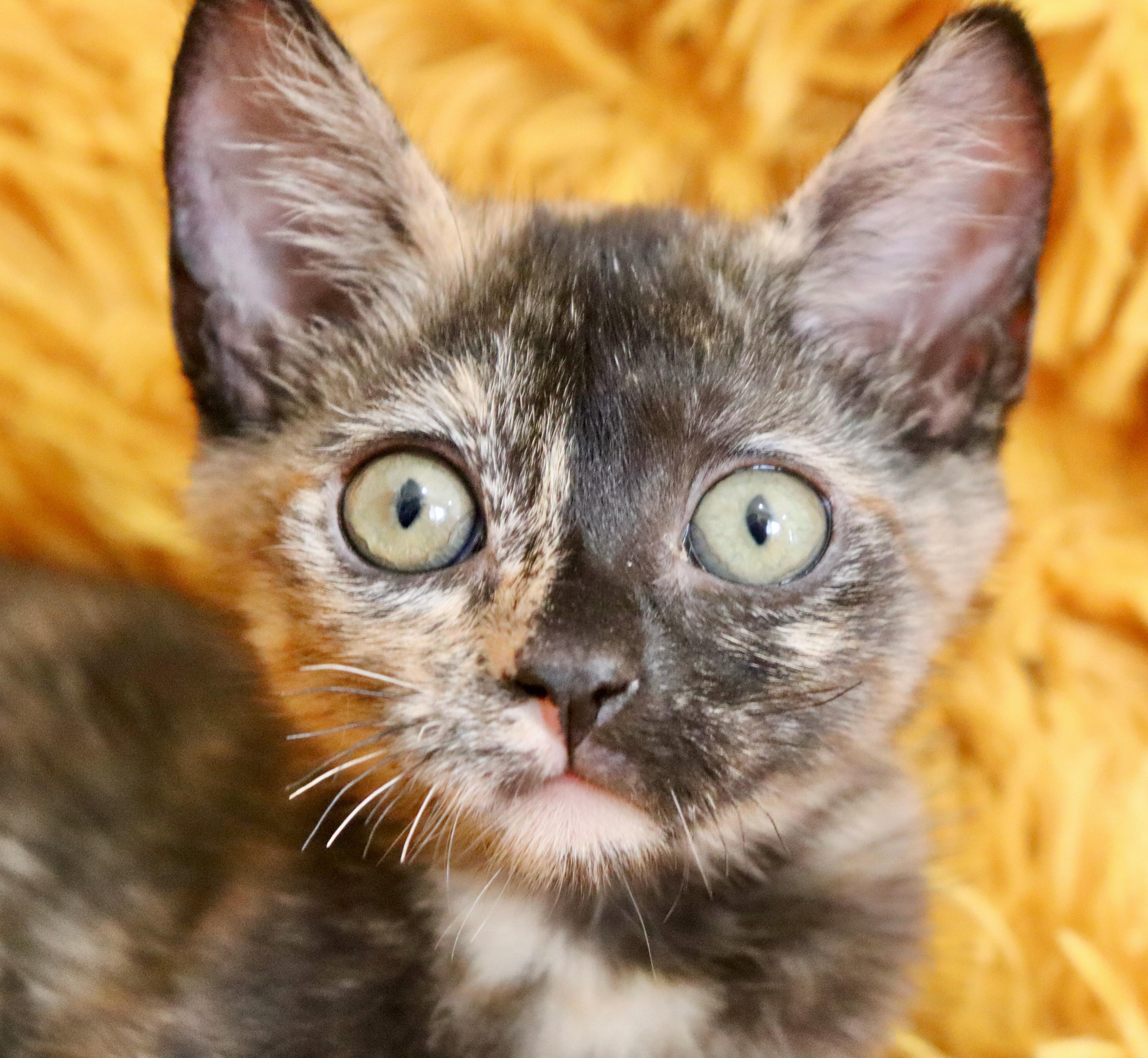 Enlarge Primrose, a ADOPTABLE mixed breed in Saint Augustine, FL image 3/6