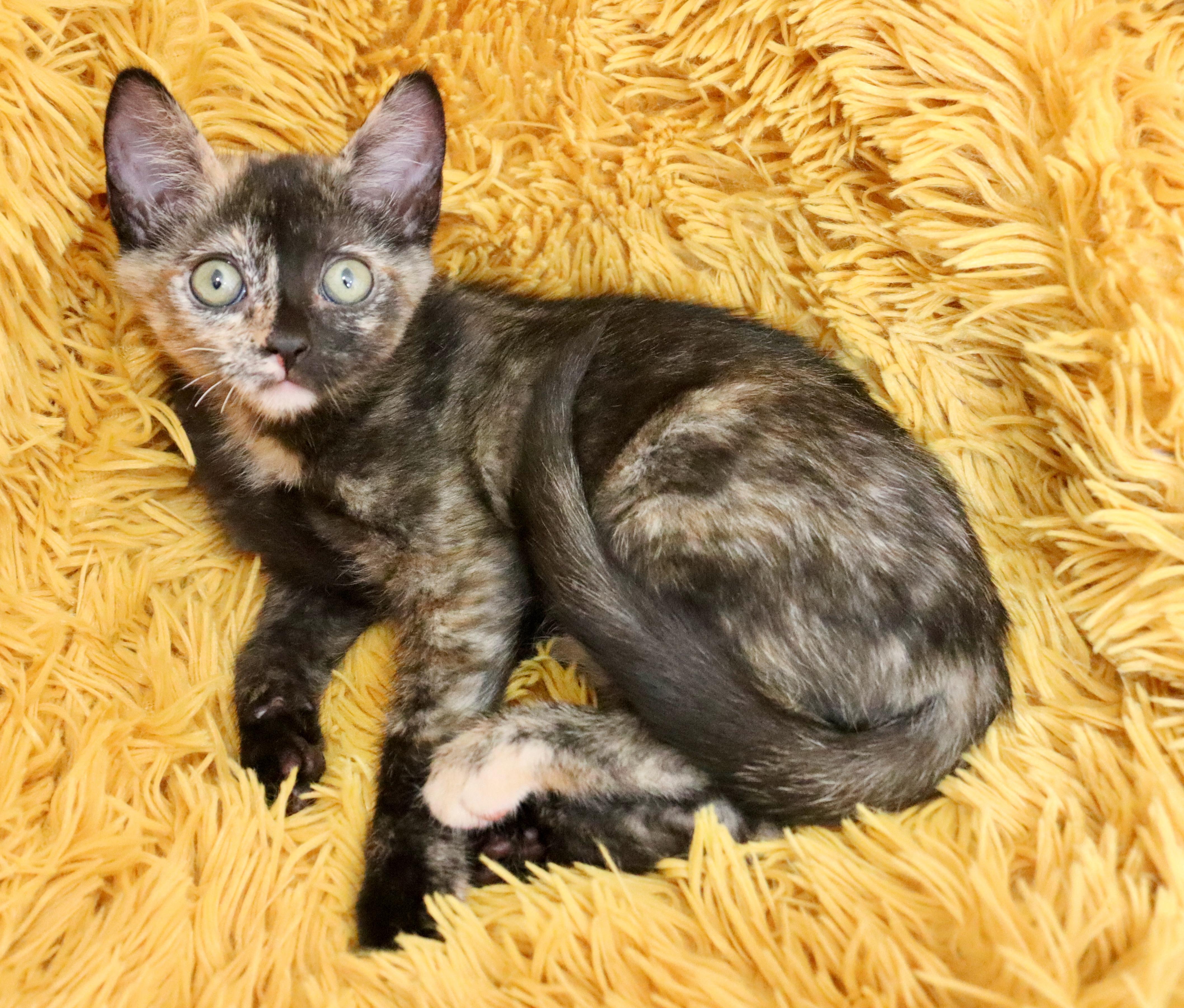 Primrose, ADOPTABLE, Kitten Female Tortoiseshell.