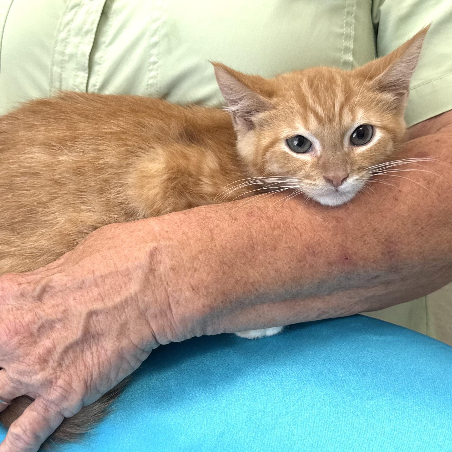 Enlarge Rusty -s, a ADOPTABLE mixed breed in Sequatchie, TN image 3/4
