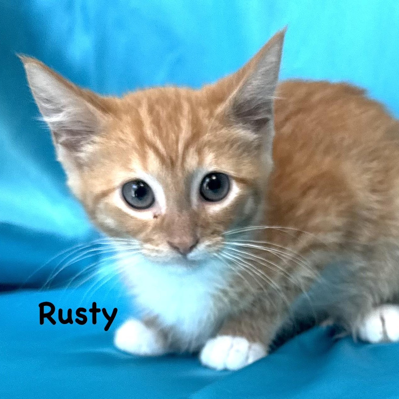 Enlarge Rusty -s, a ADOPTABLE mixed breed in Sequatchie, TN image 1/4