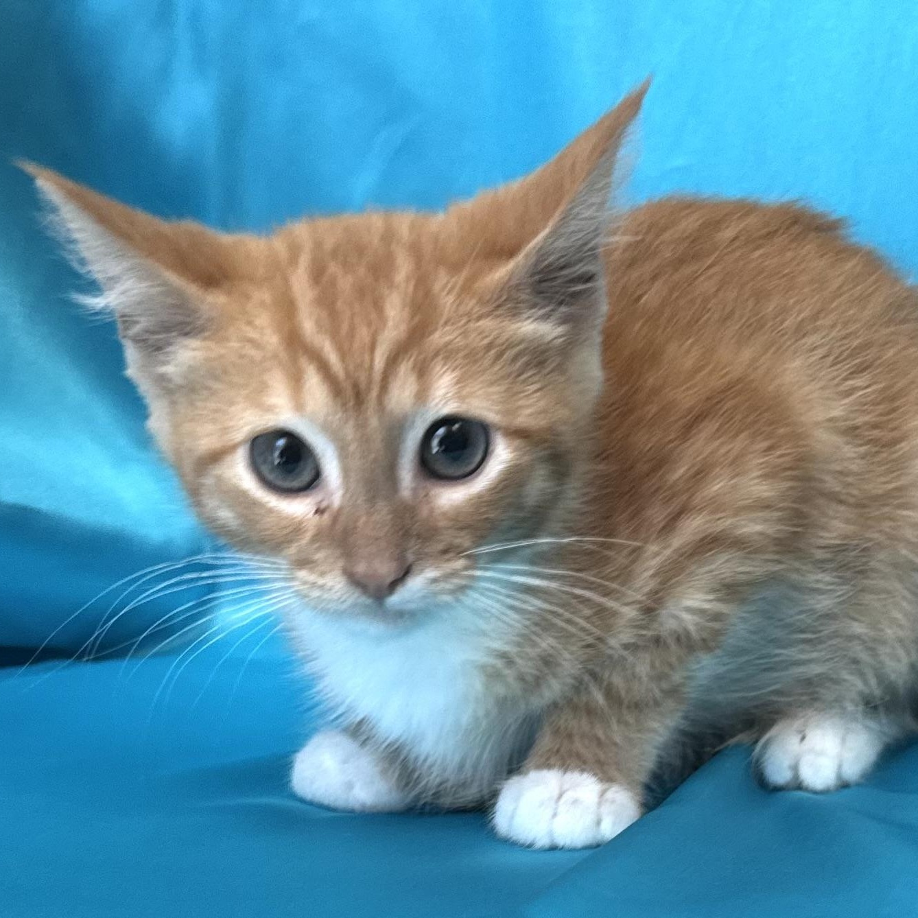 Enlarge Rusty -s, a ADOPTABLE mixed breed in Sequatchie, TN image 4/4