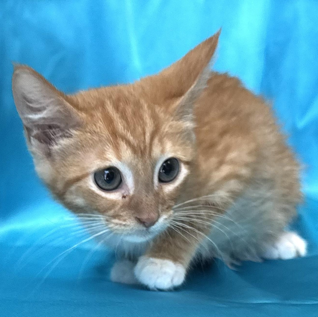Enlarge Rusty -s, a ADOPTABLE mixed breed in Sequatchie, TN image 2/4