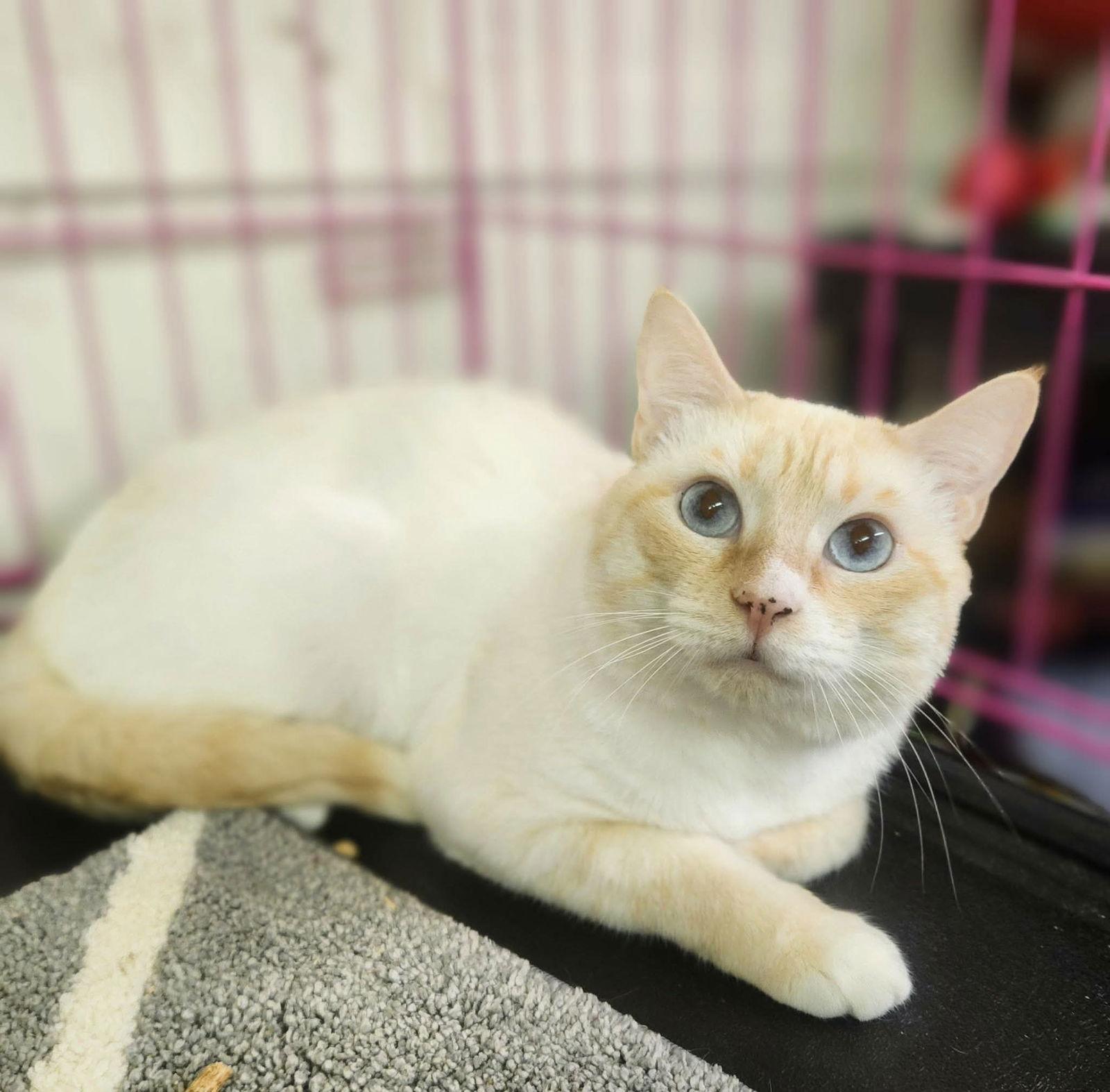 Enlarge Spirit, a Adoptable Siamese in Social Circle, GA image 1/3