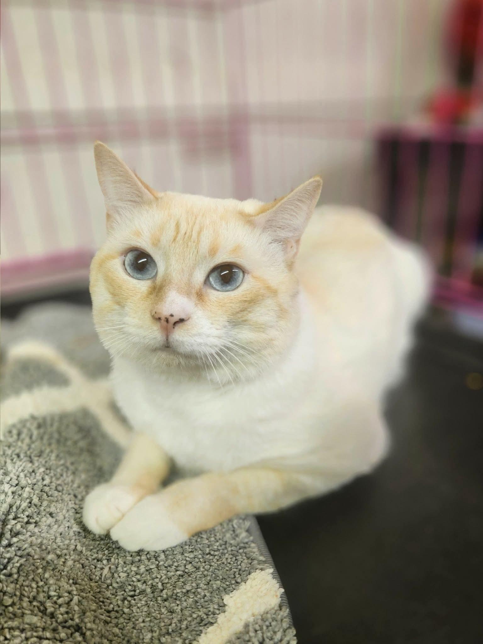 Enlarge Spirit, a Adoptable Siamese in Social Circle, GA image 2/3