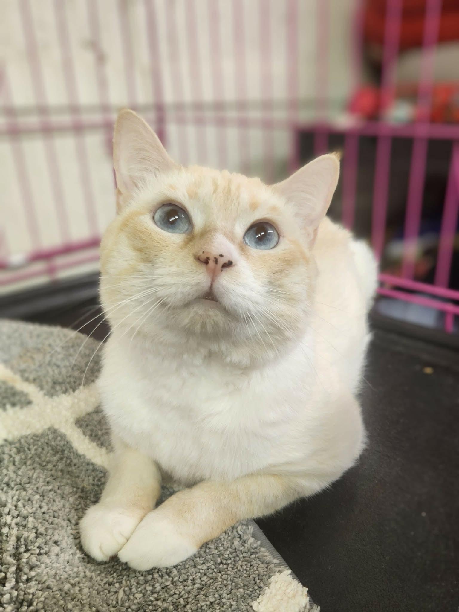 Enlarge Spirit, a Adoptable Siamese in Social Circle, GA image 3/3