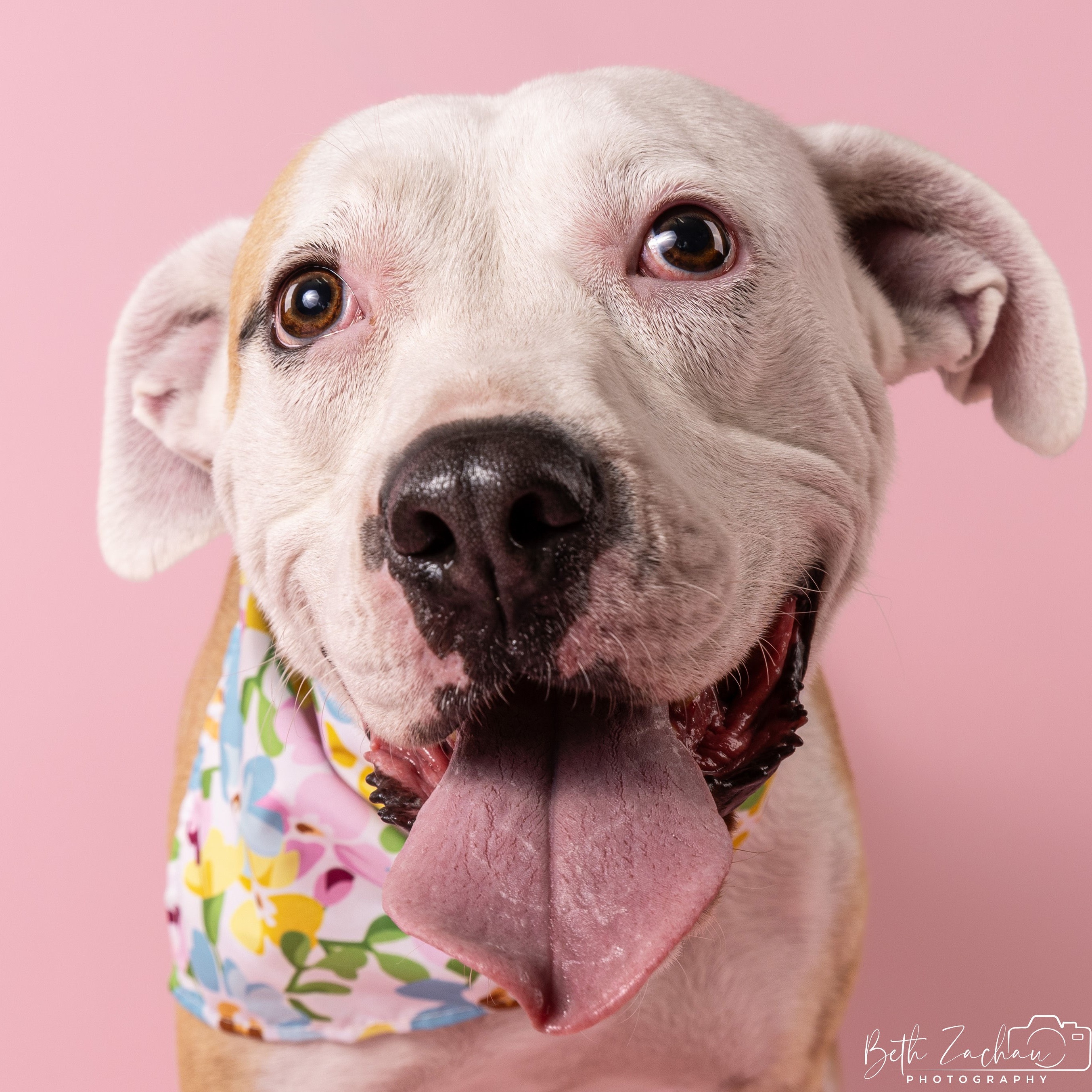 Mama Wasabi, Adult Female Pit Bull Terrier