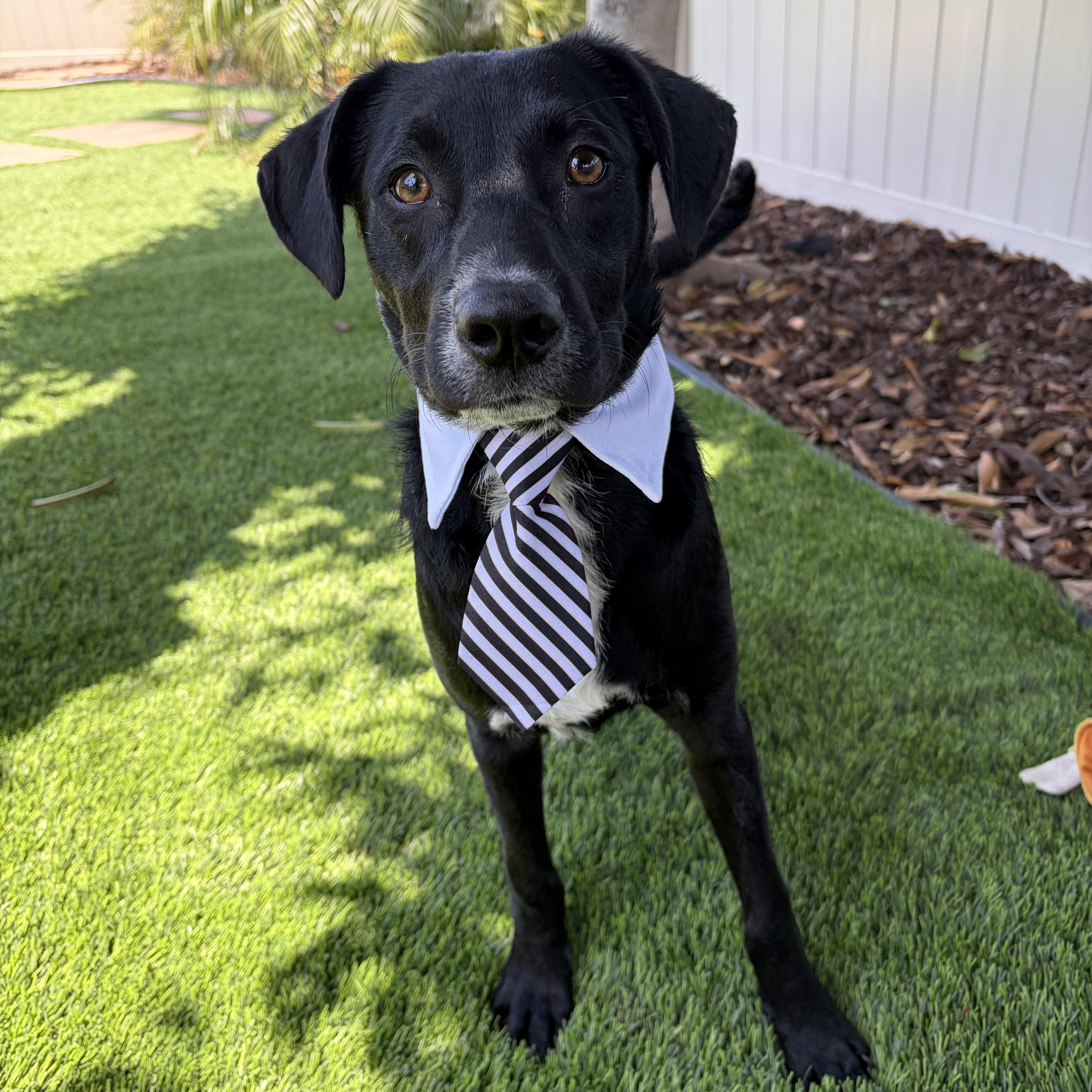 Cochise, ADOPTABLE, Puppy Male Black Labrador Retriever & Shepherd.