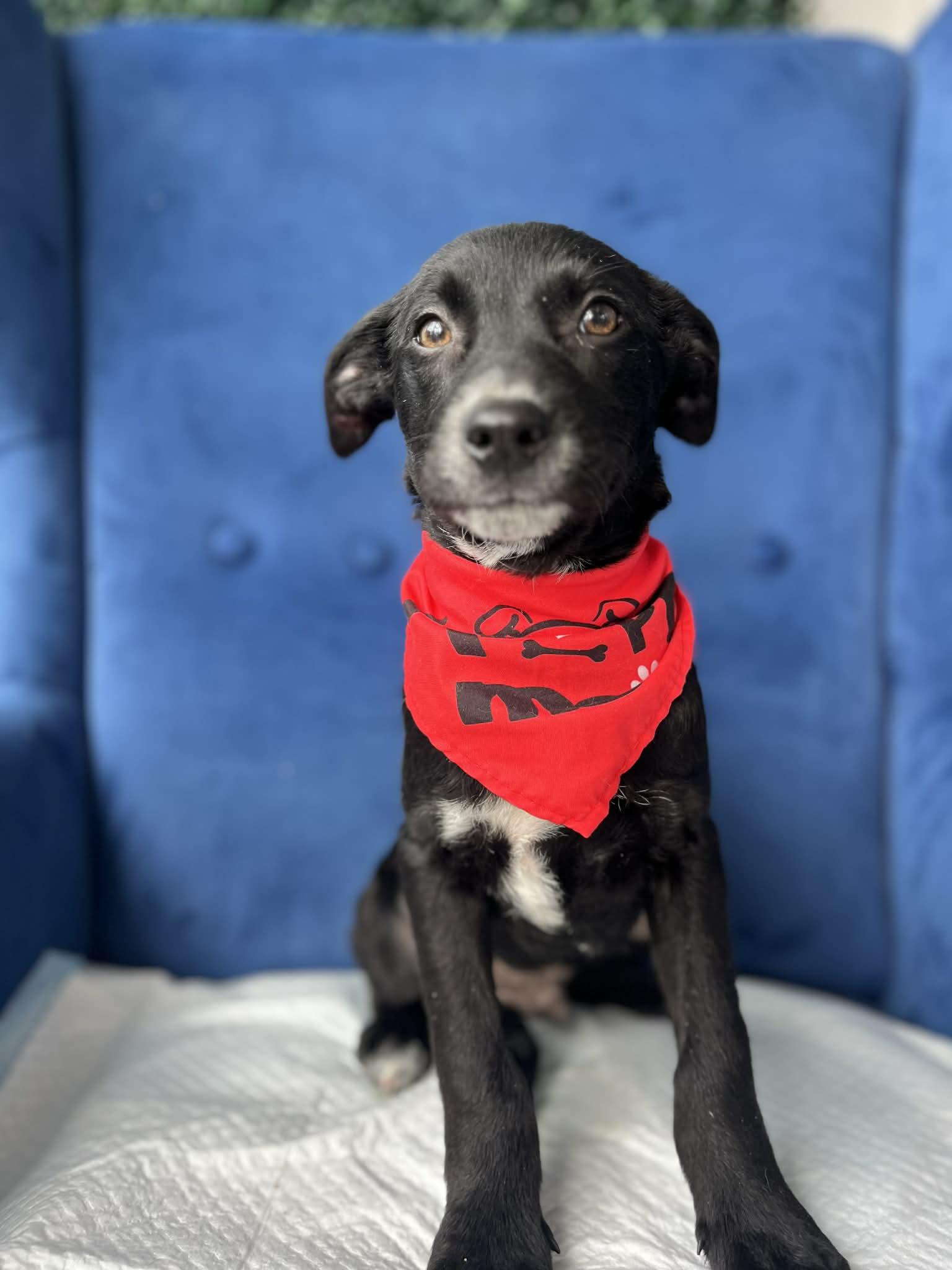 Enlarge Ebony, a ADOPTABLE mixed breed in Poway, CA image 1/5