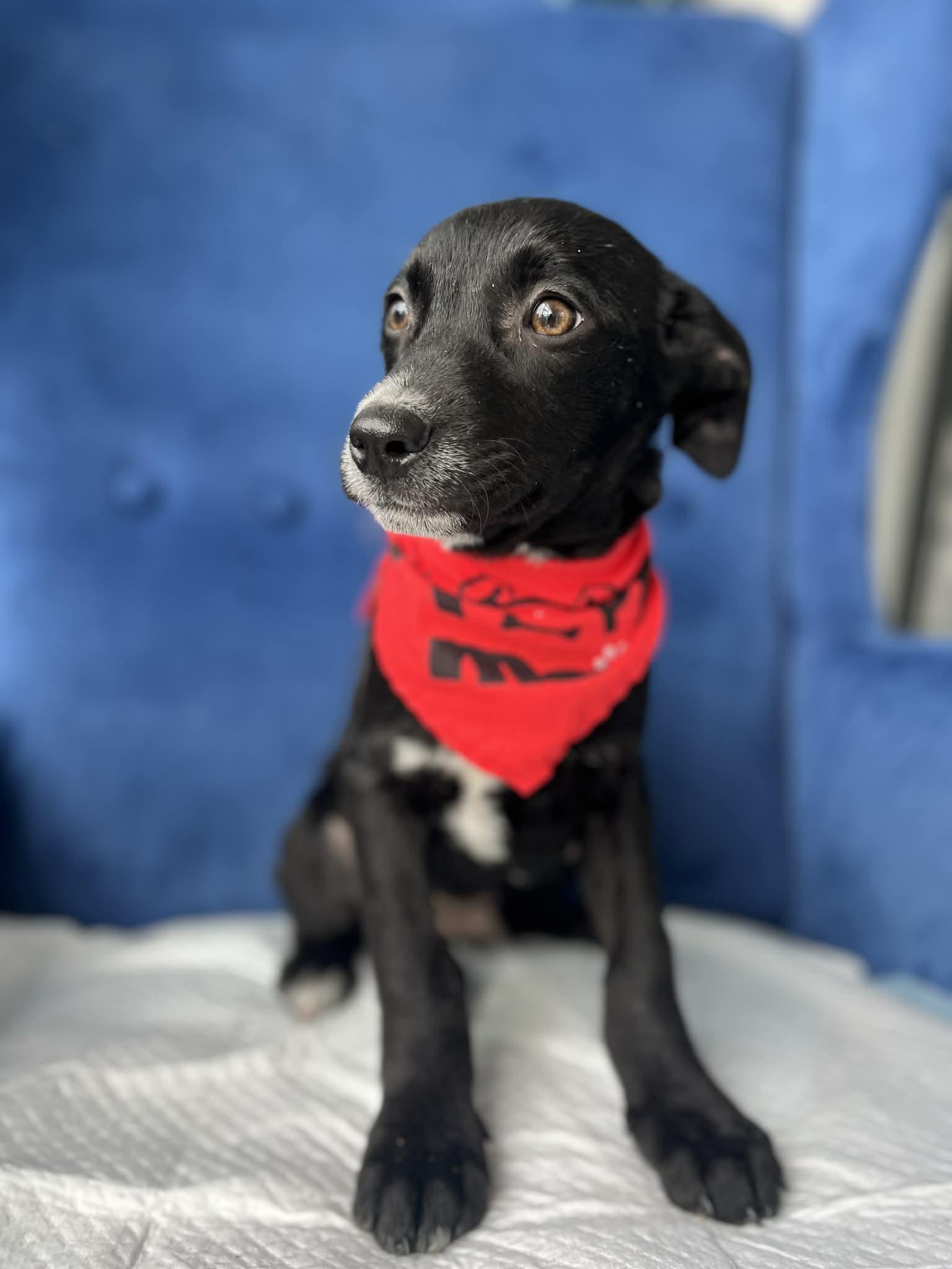 Enlarge Ebony, a ADOPTABLE mixed breed in Poway, CA image 3/5