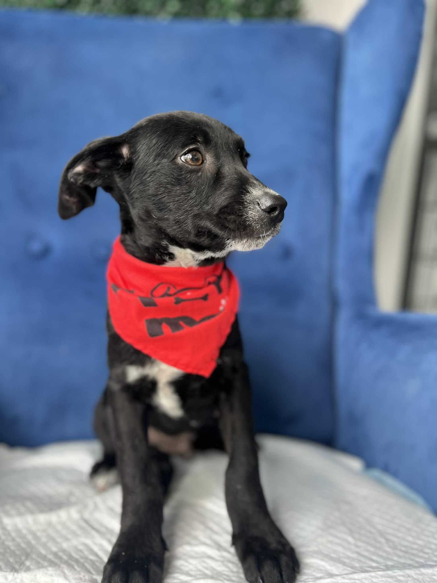 Enlarge Ebony, a ADOPTABLE mixed breed in Poway, CA image 5/5