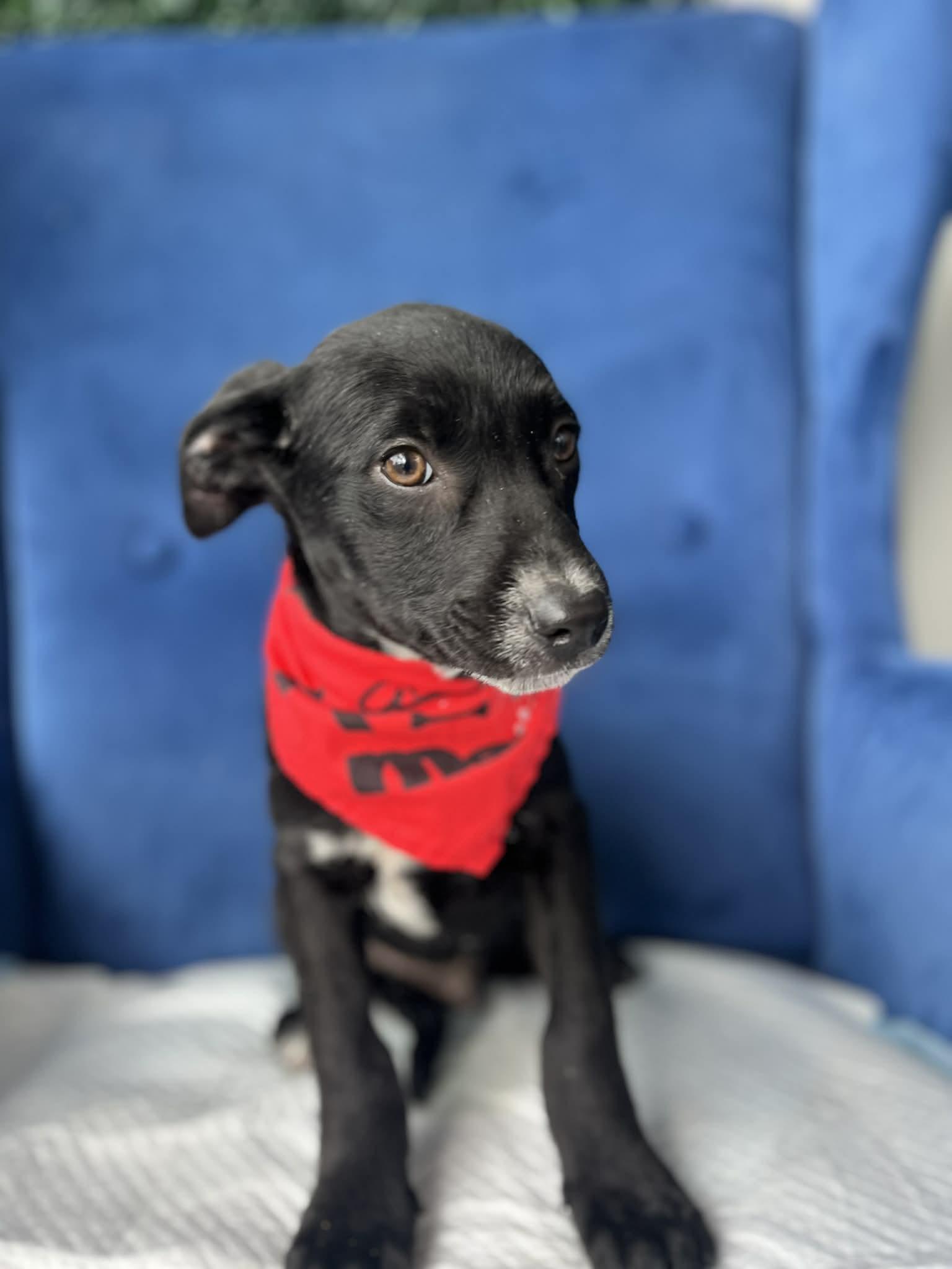 Enlarge Ebony, a ADOPTABLE mixed breed in Poway, CA image 4/5