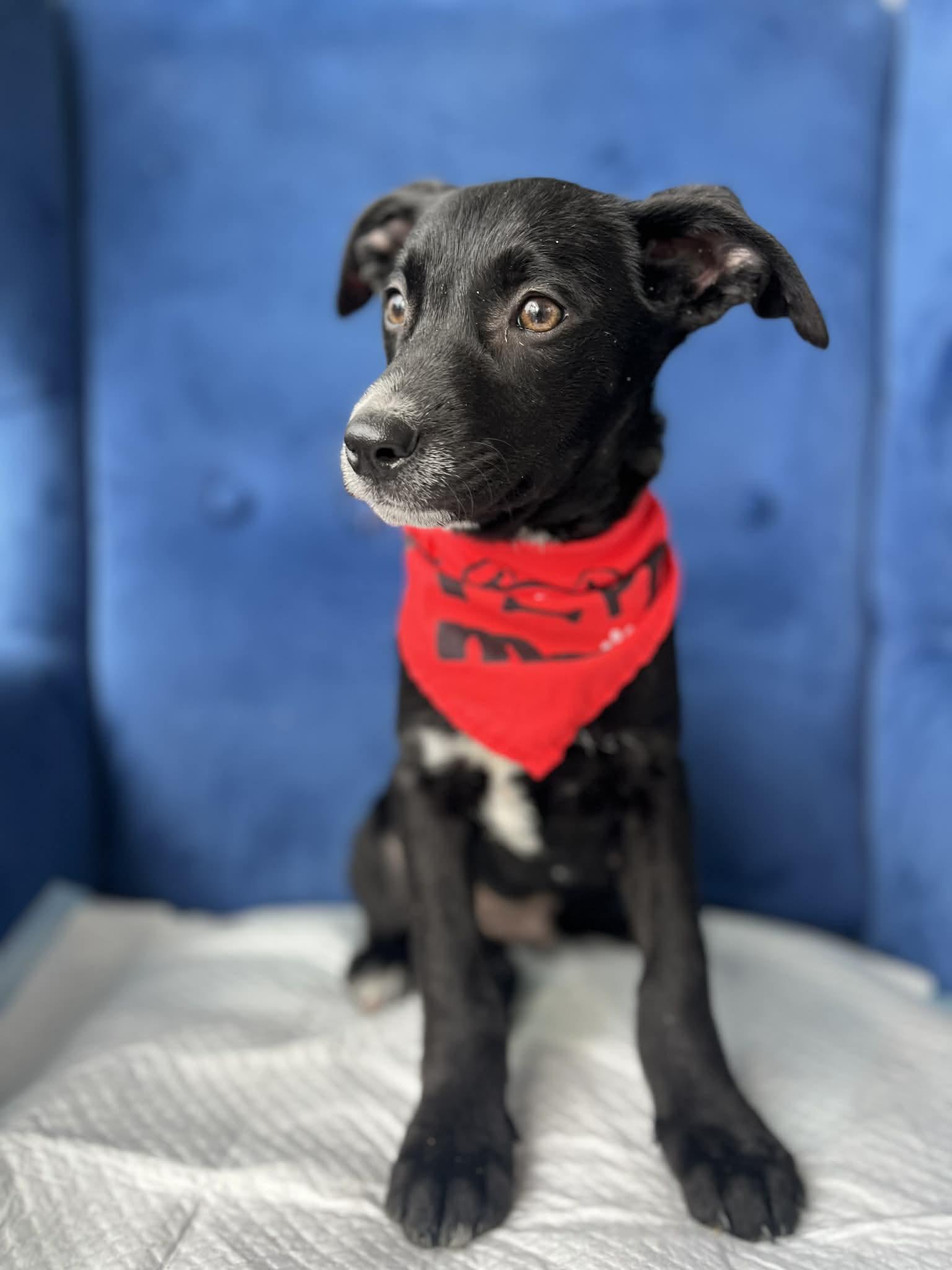 Enlarge Ebony, a ADOPTABLE mixed breed in Poway, CA image 2/5