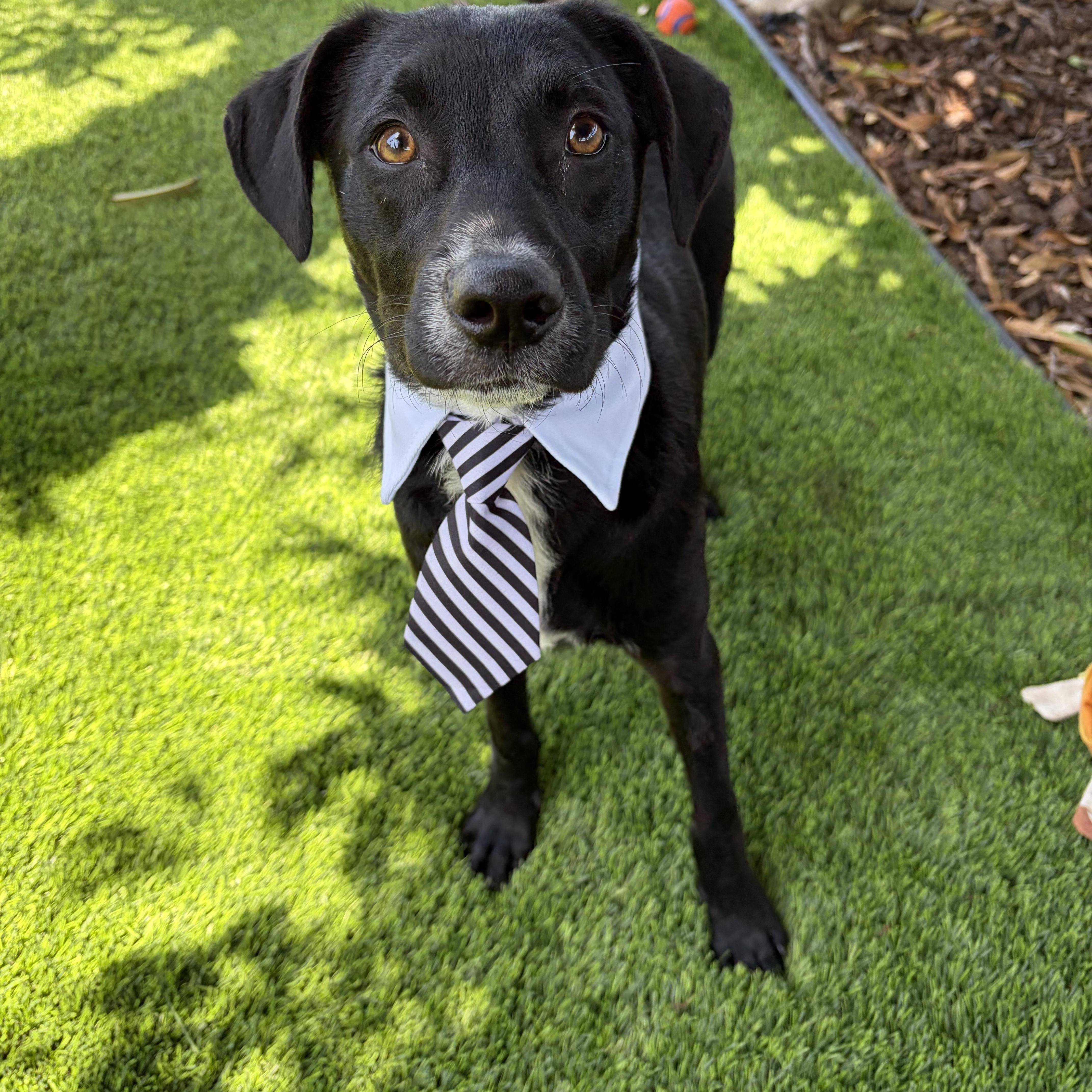 Cochise, a ADOPTABLE mixed breed in Poway, CA image 5/5