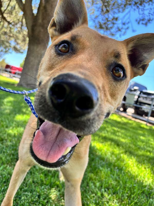 Holmes, a Adoptable mixed breed in Fort Davis, TX image 2/2