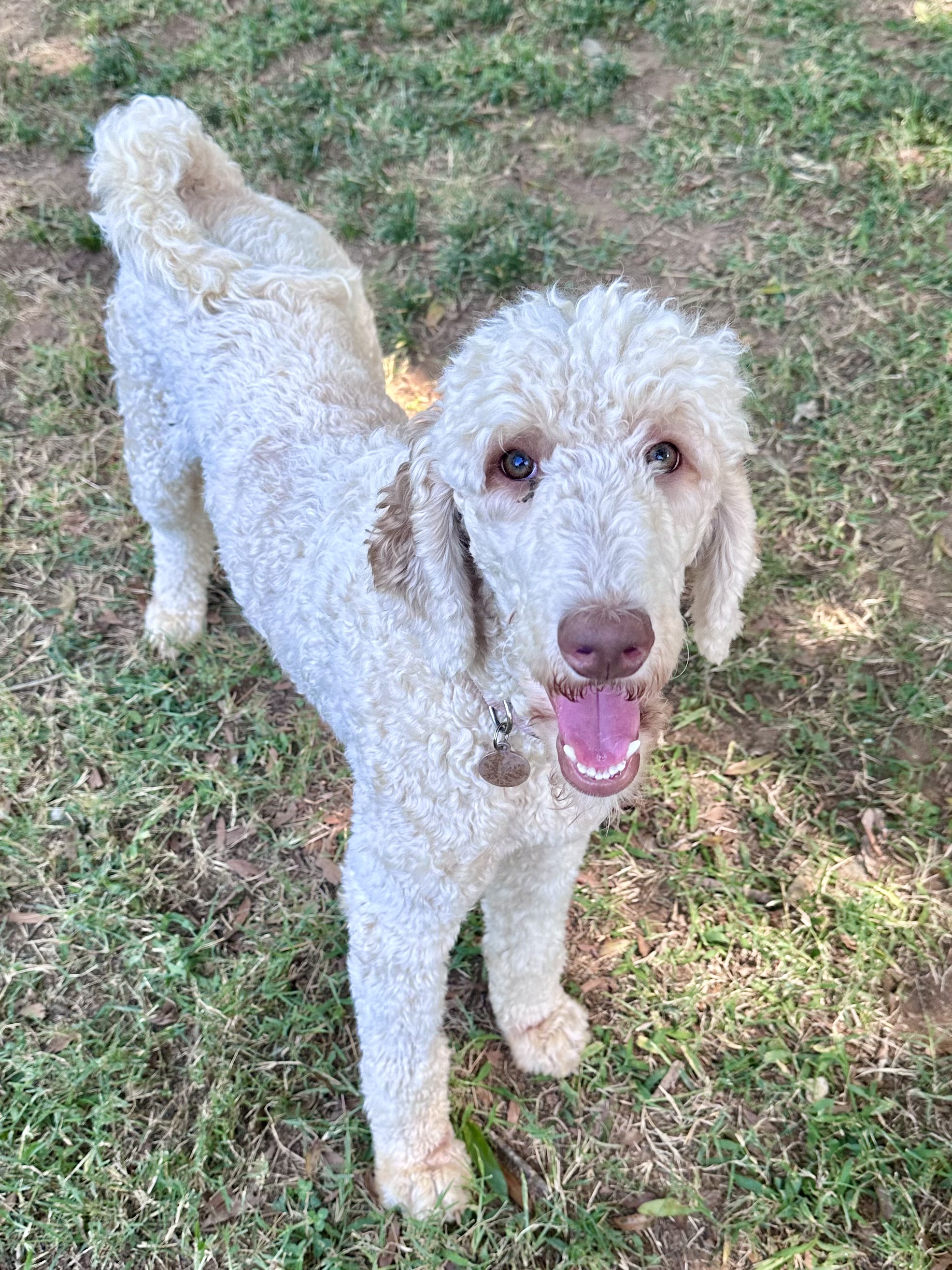 Enlarge Lilly, a Adopted Standard Poodle in Charlotte, NC image 1/5