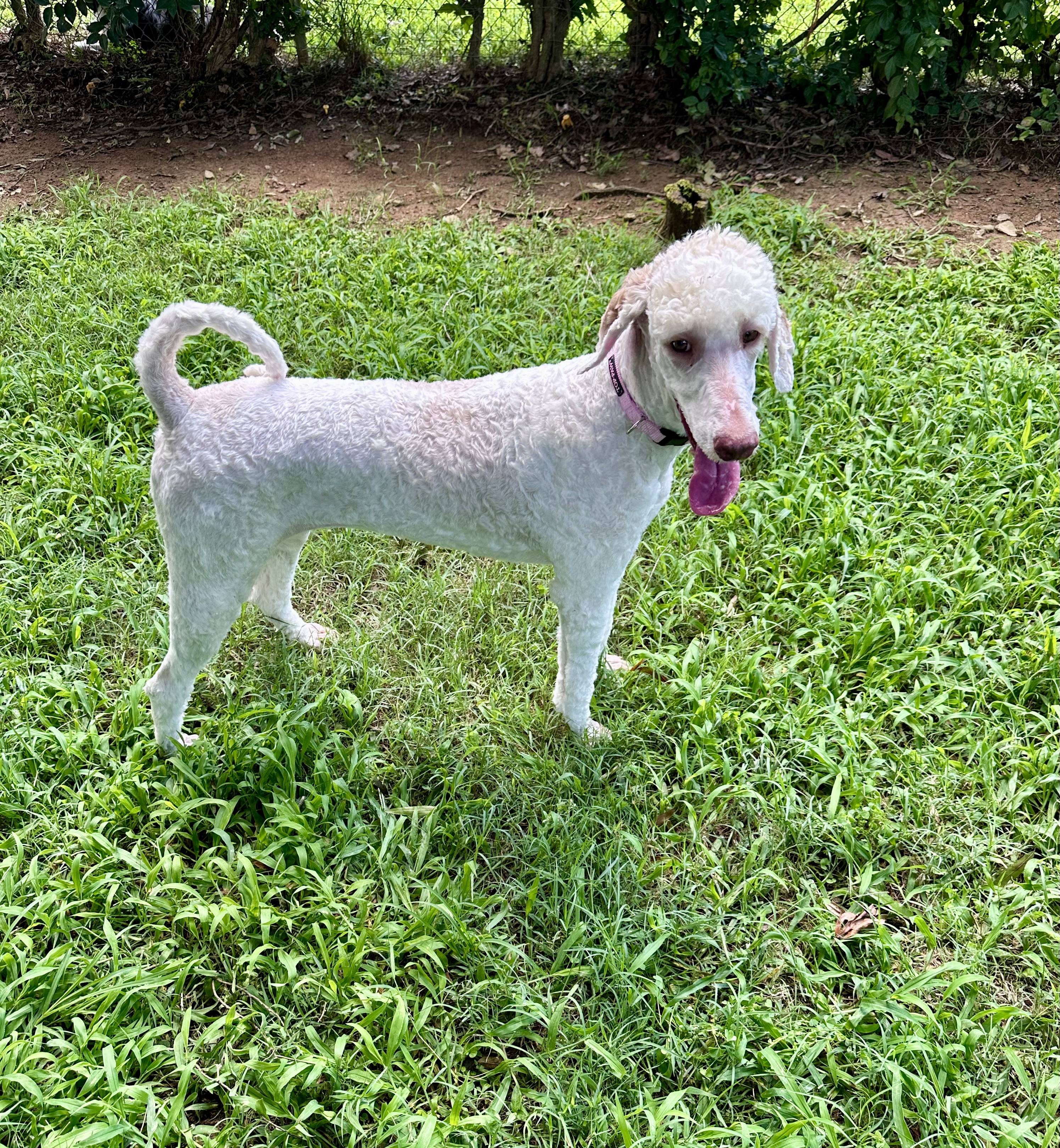 Enlarge Lilly, a Adopted Standard Poodle in Charlotte, NC image 4/5