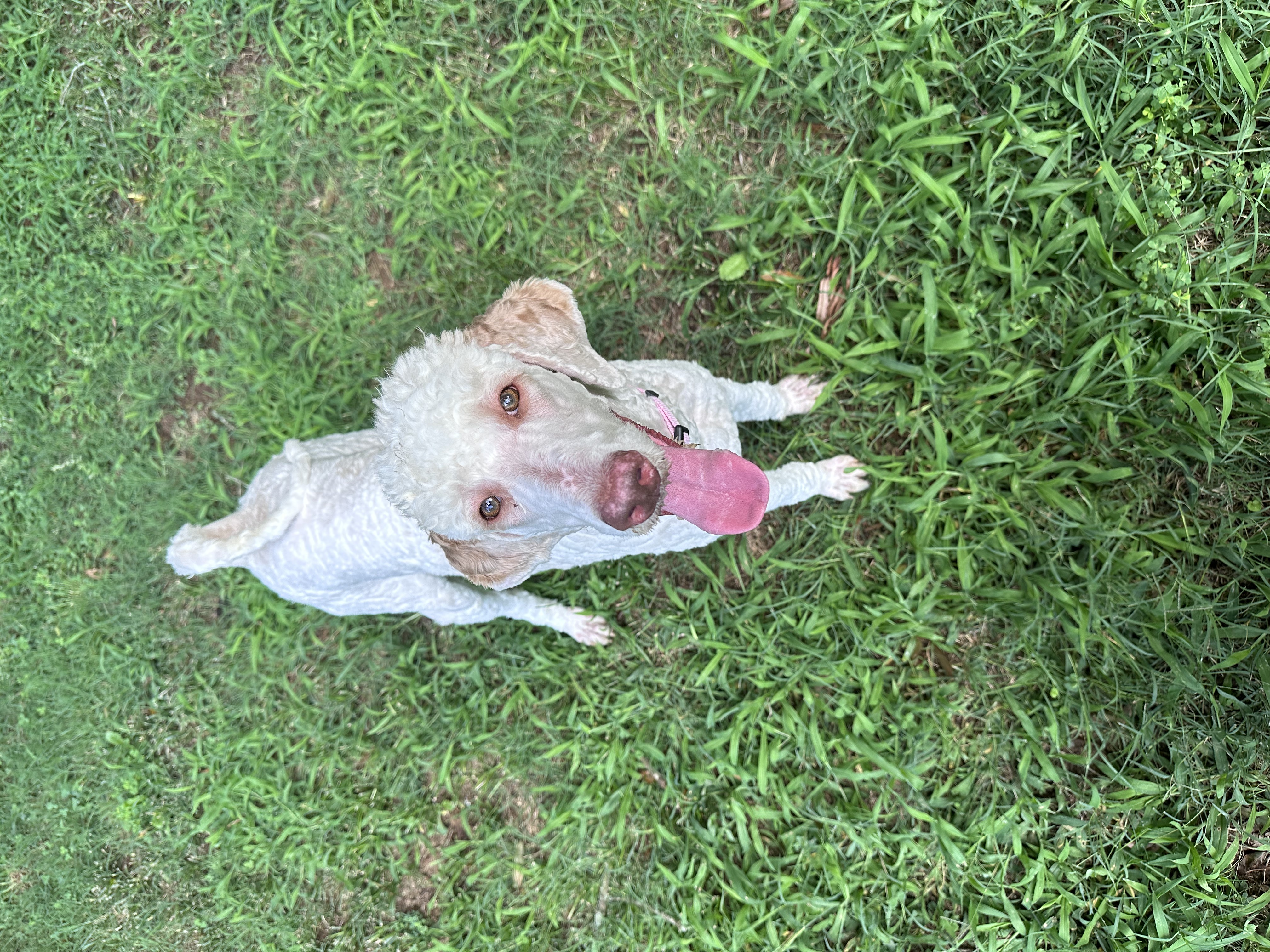 Enlarge Lilly, a Adopted Standard Poodle in Charlotte, NC image 2/5